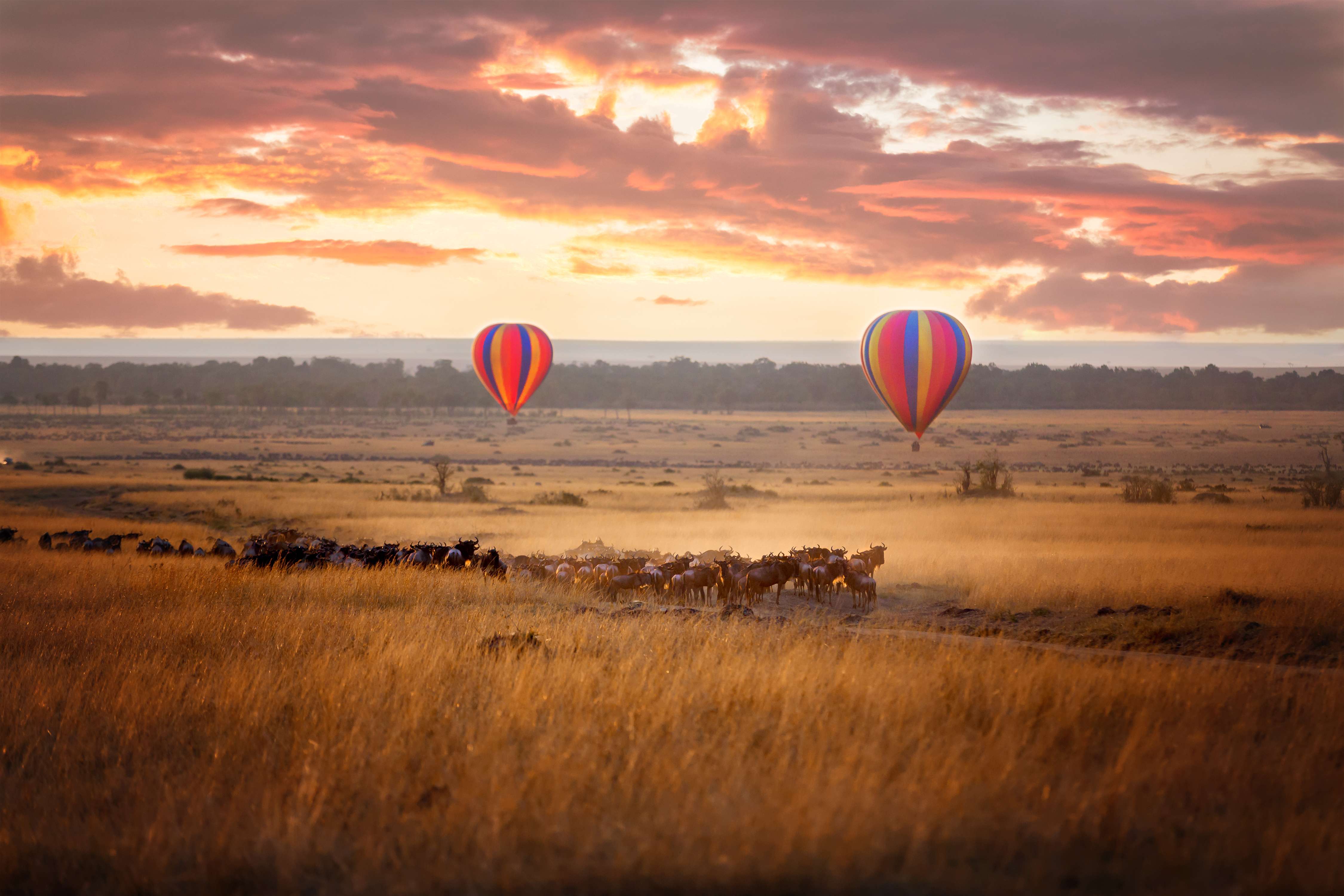 Masai Mara, Kenya