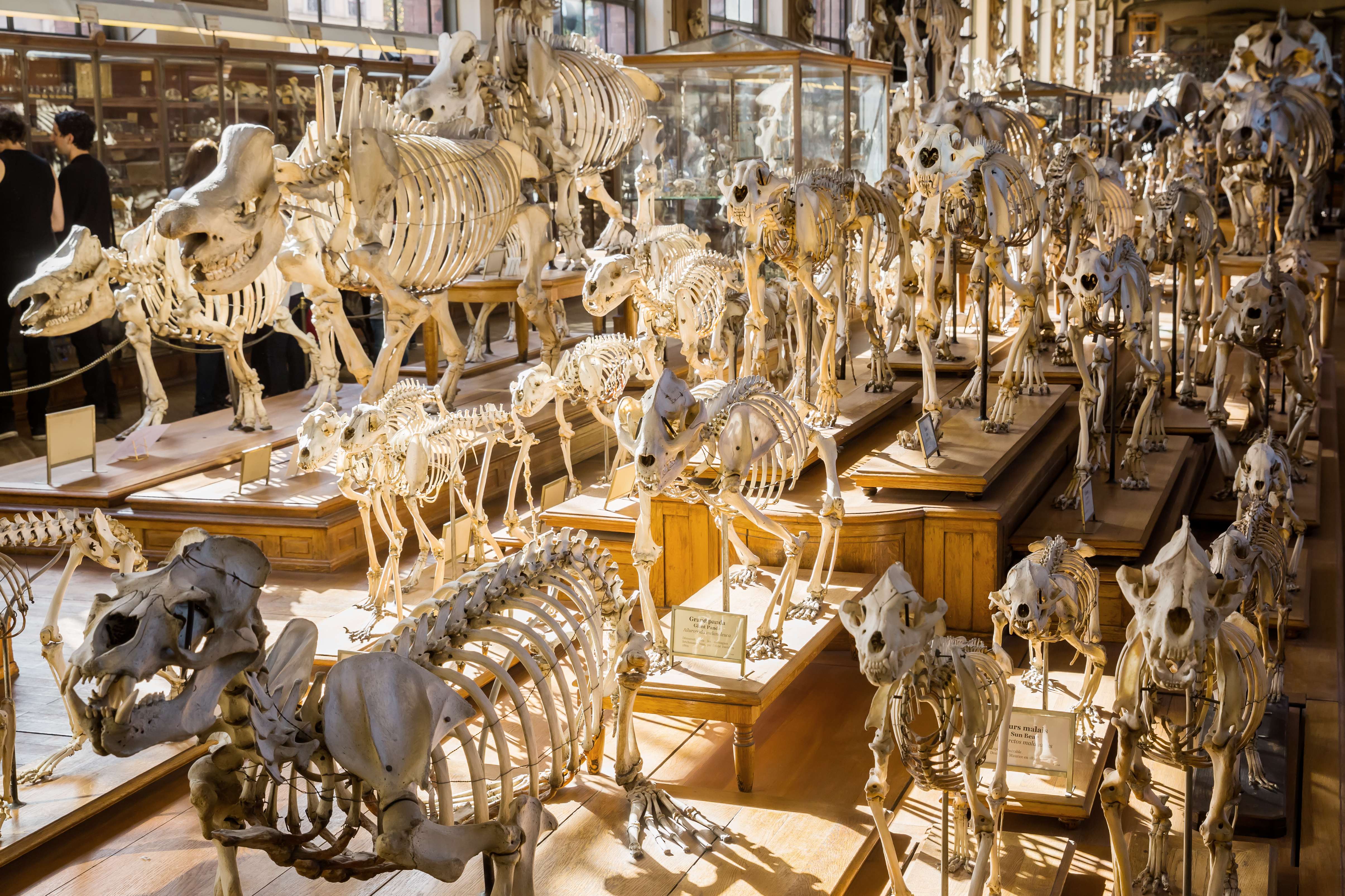 Gallery Of Palaeontology And Comparative Anatomy