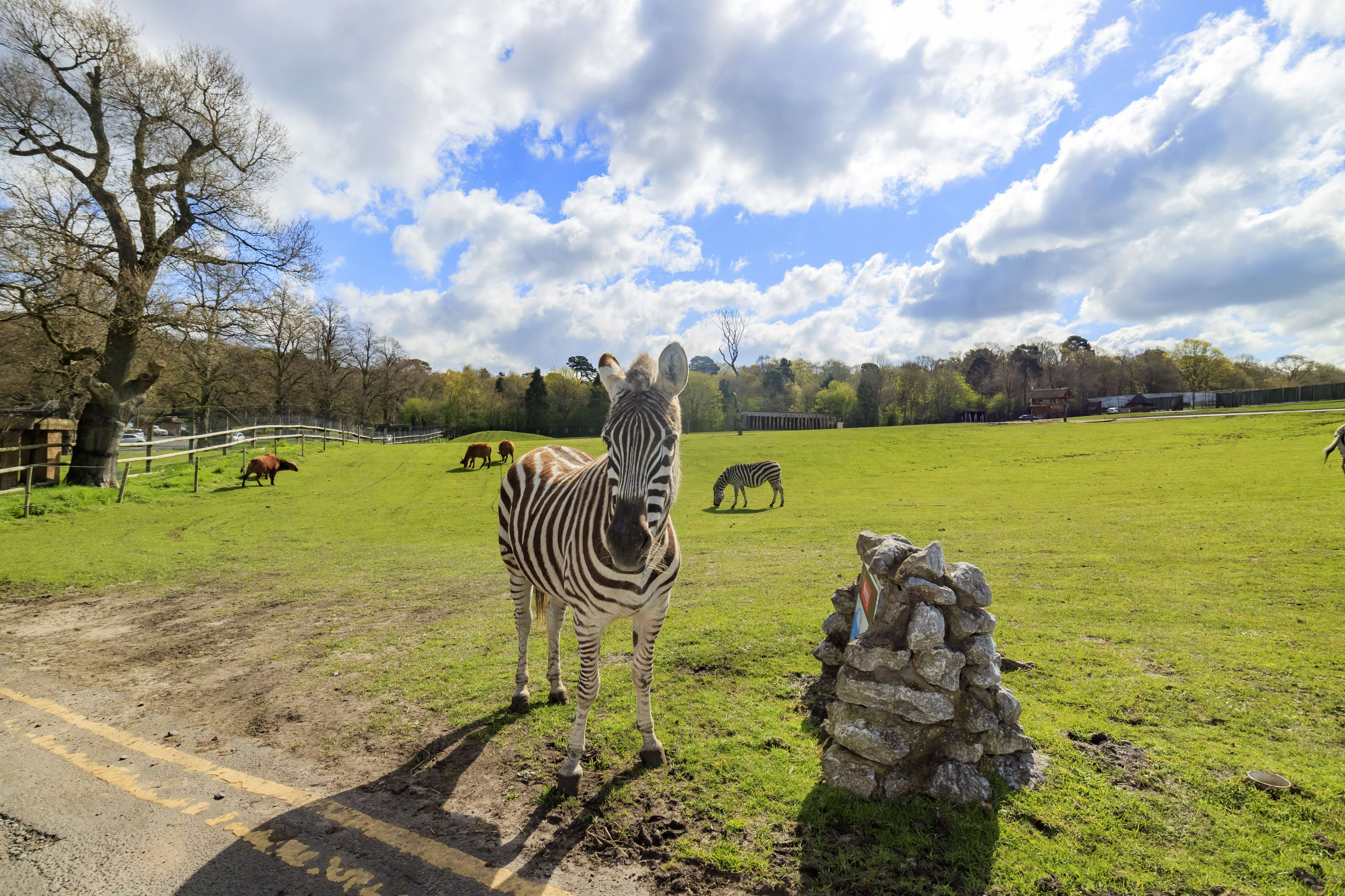 Stroll Around The West Midlands Safari Park