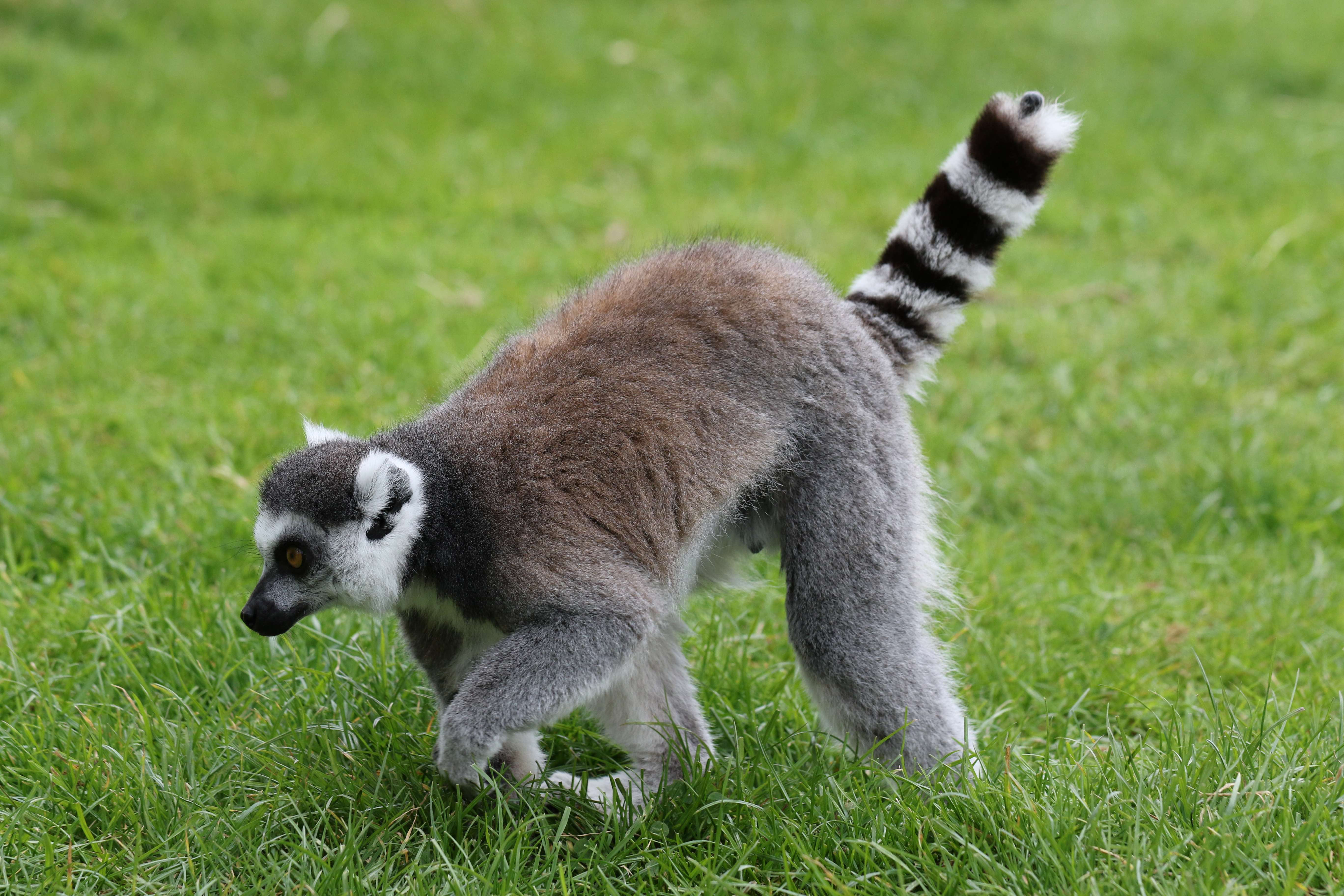 Take A Tour of Birmingham Wildlife Conservation Park