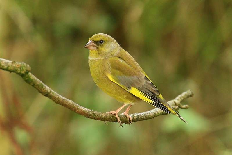 Spot Species At Rodley Nature Reserve