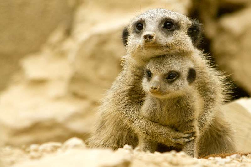 Spot Meerkats At Roundhay Park