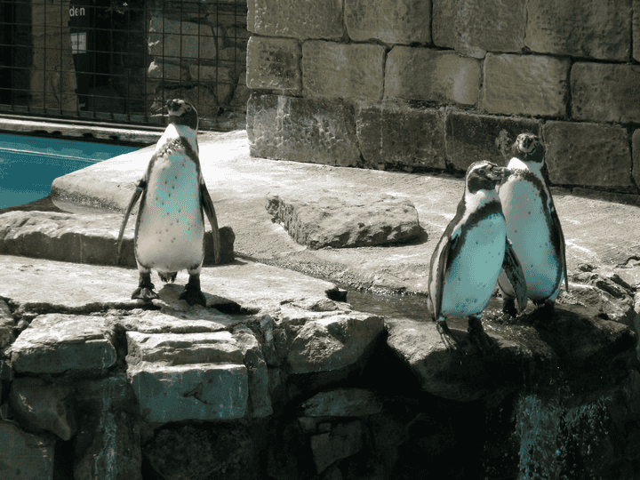 Feed The Penguins At Harewood House