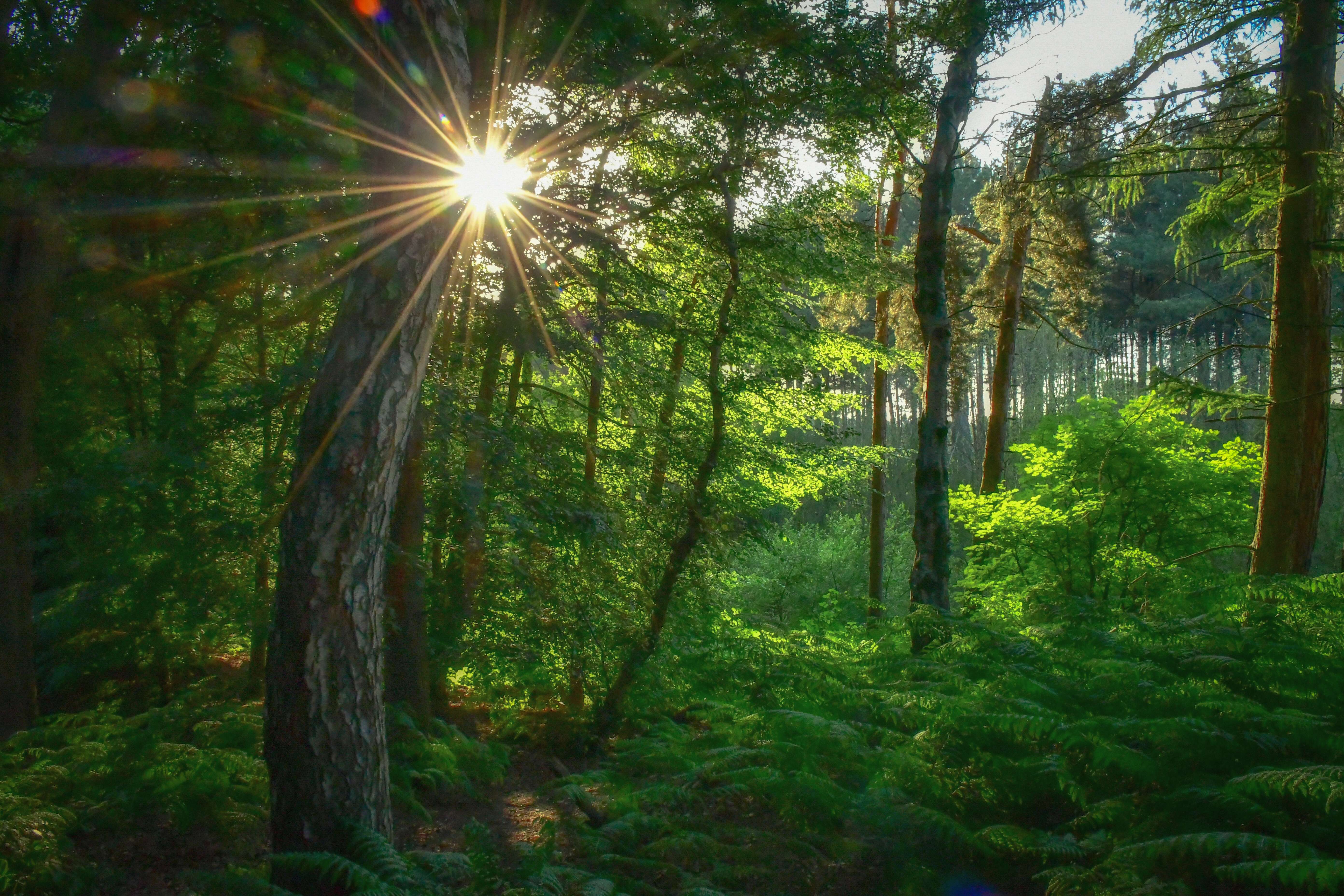 Discover Sparkling Tunnels Of light At Delamere Forest