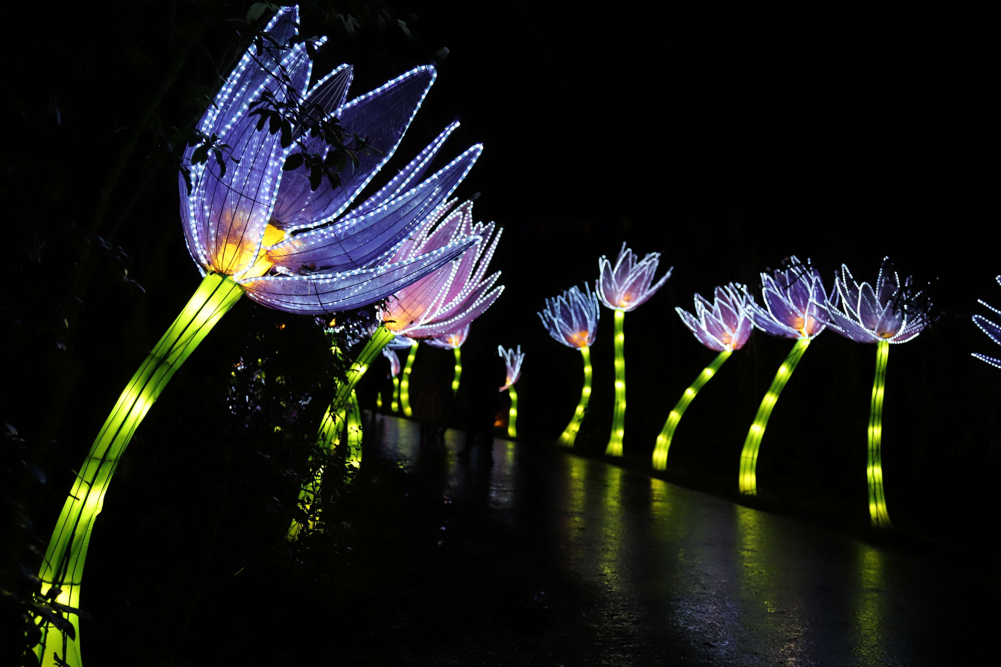 Enjoy Immersive Light Installations At Lightopia