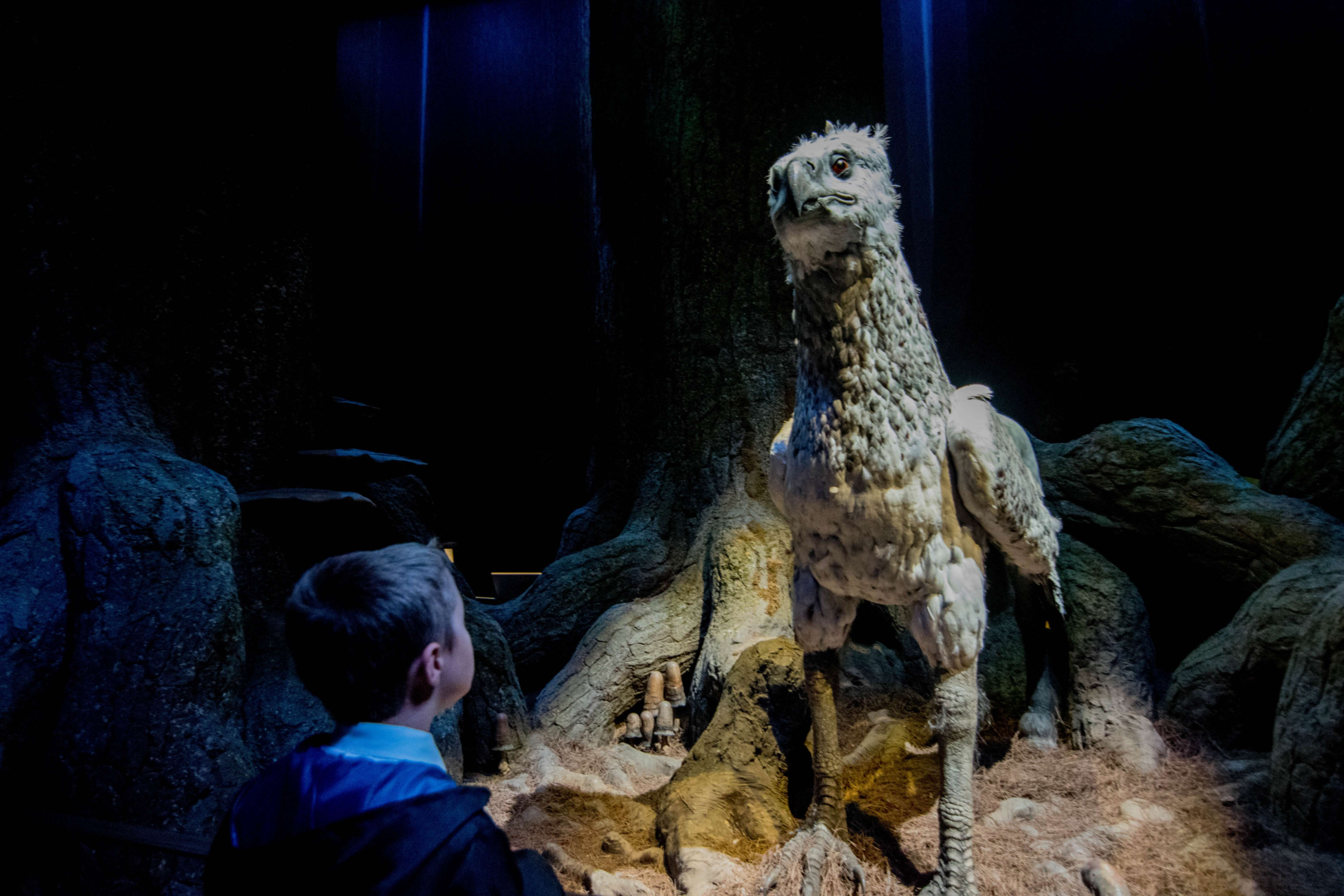 Have A Forbidden Forest Experience