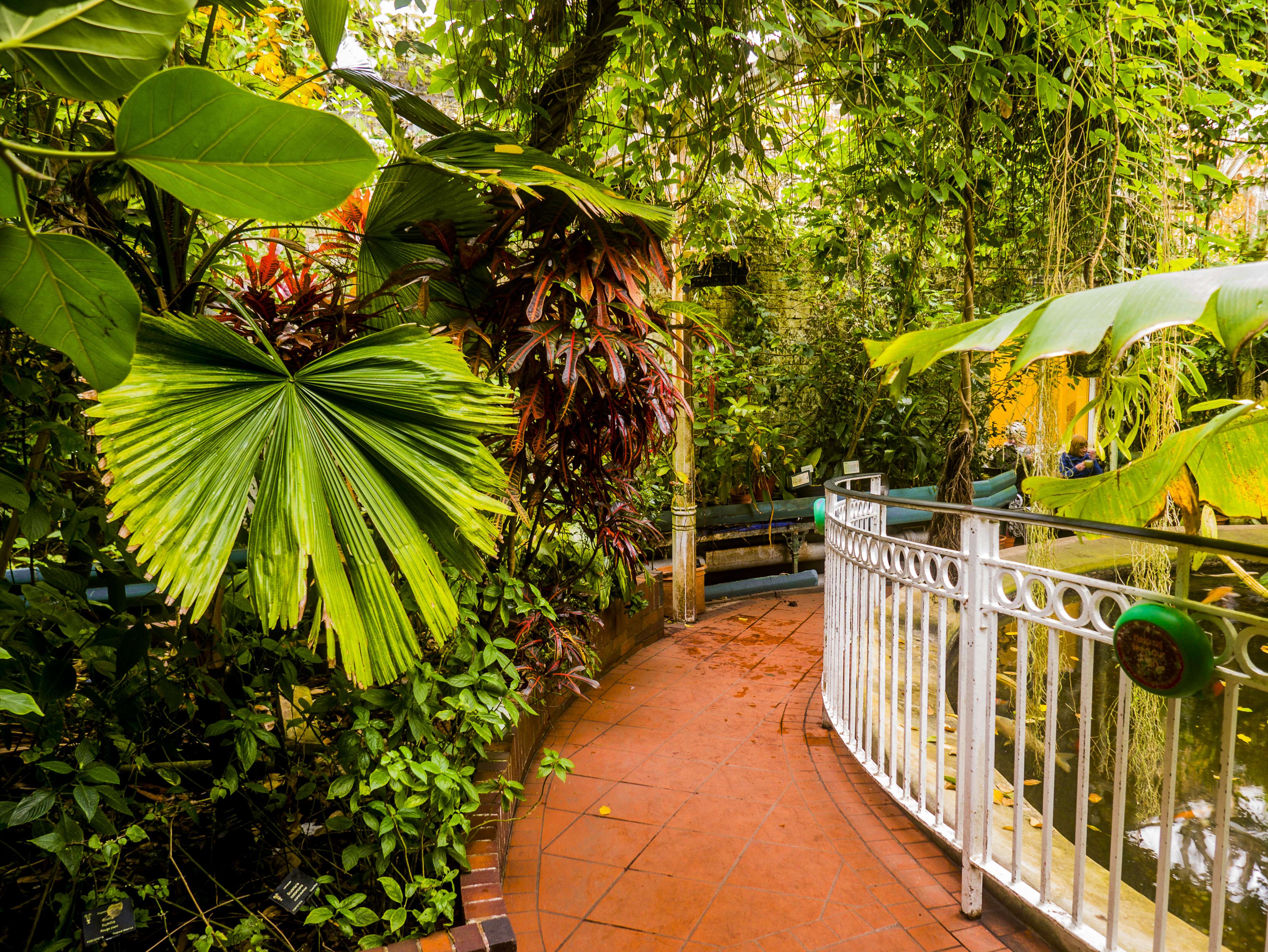 Finding Tropical Plants At Botanical Gardens