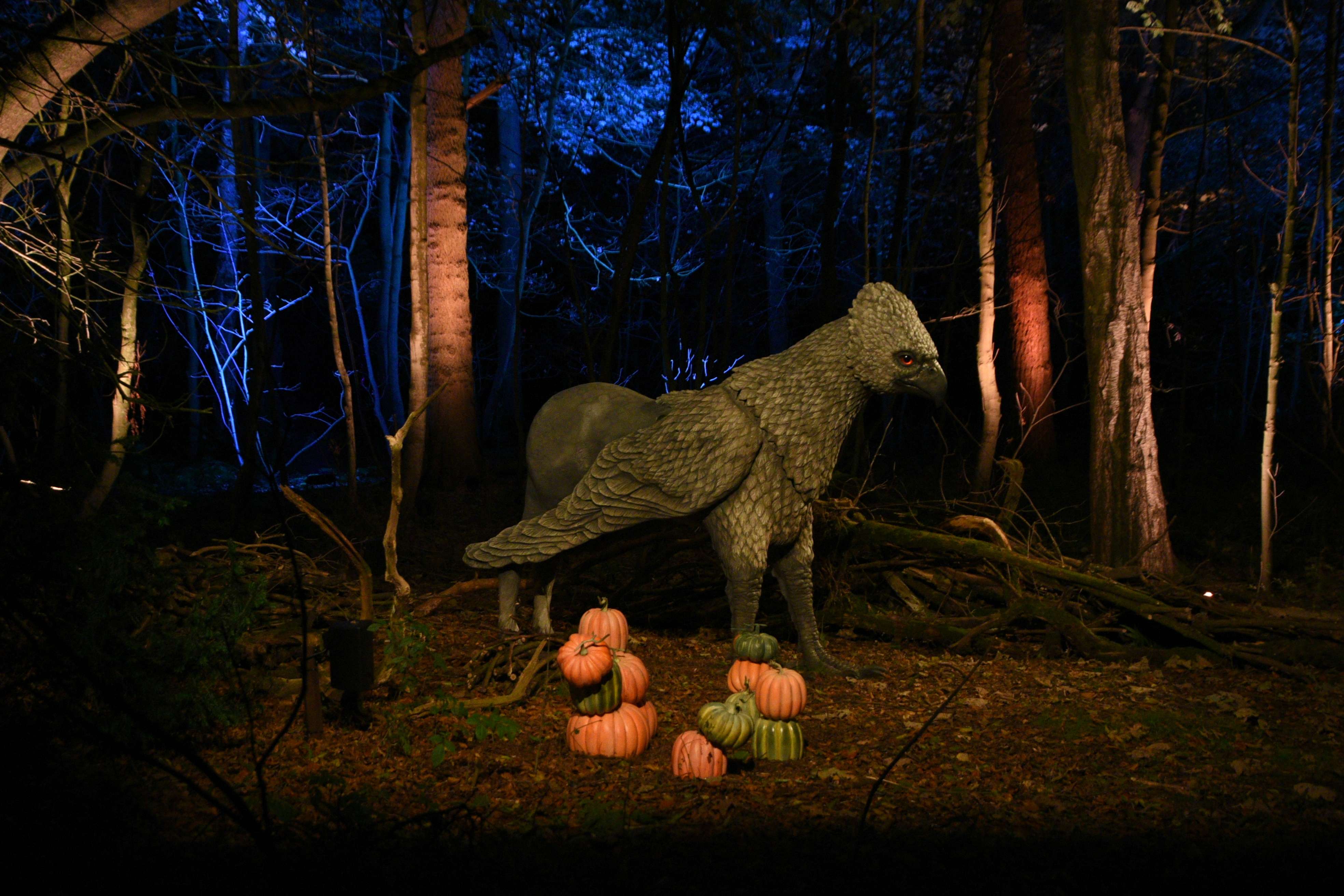 Take A Walk At The Forbidden Forest