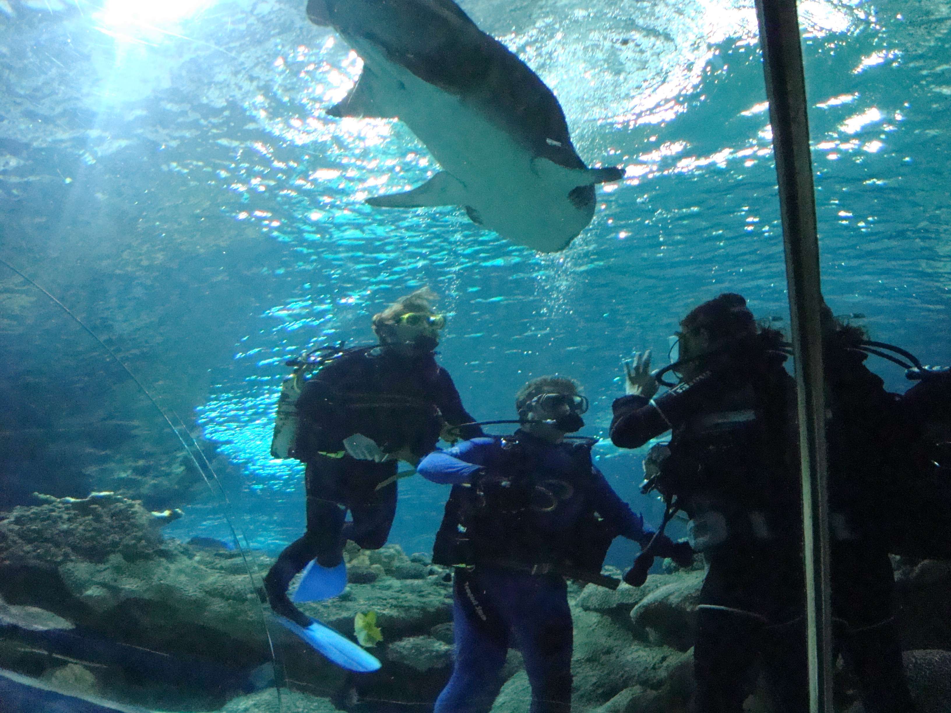 See Sharks At Blue Planet Aquarium