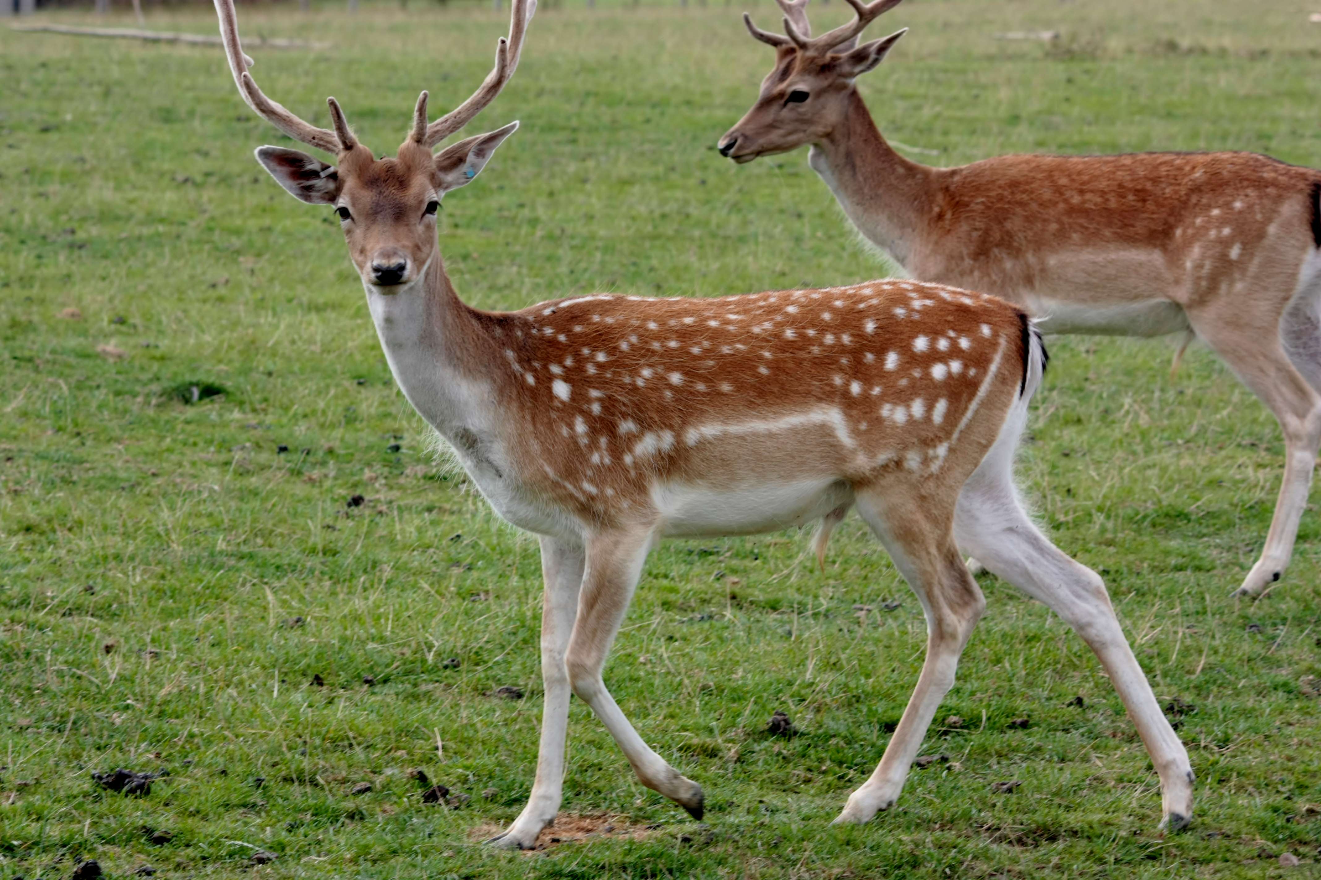 Longleat Safari And Adventure Park