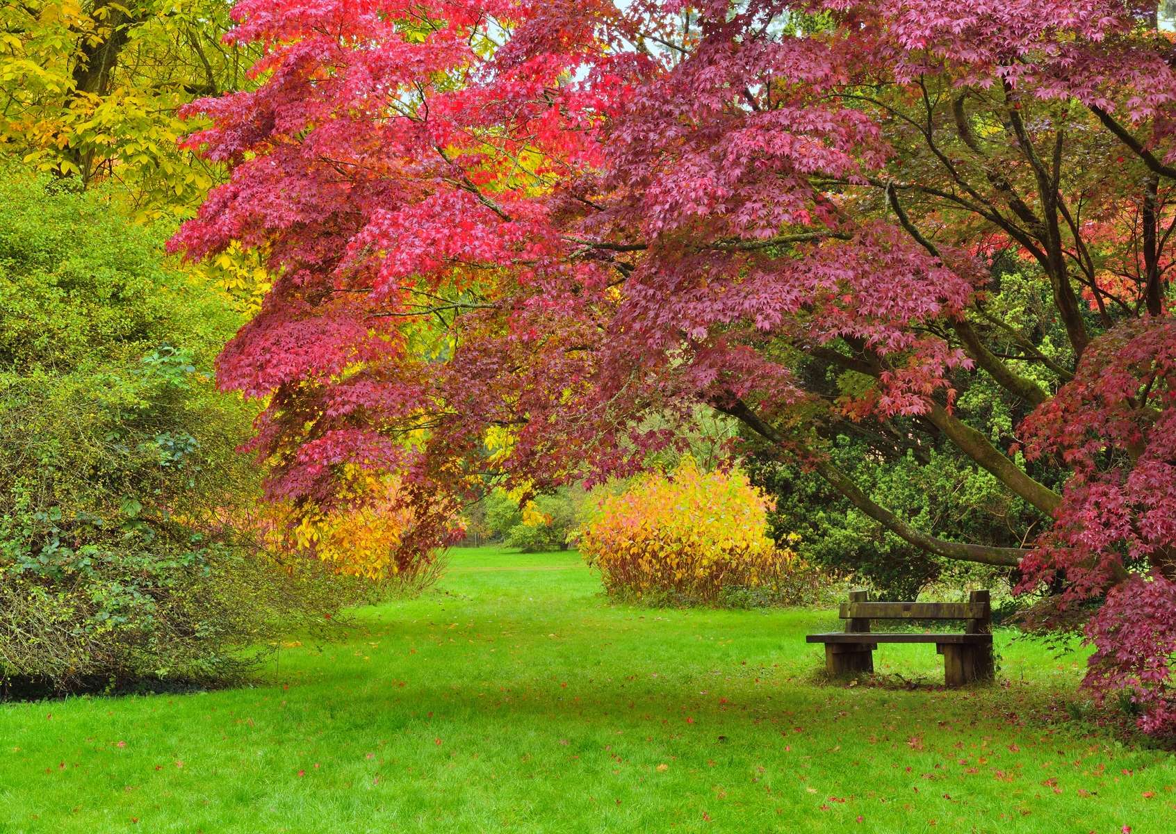 Stroll Around The Westonbirt Arboretum
