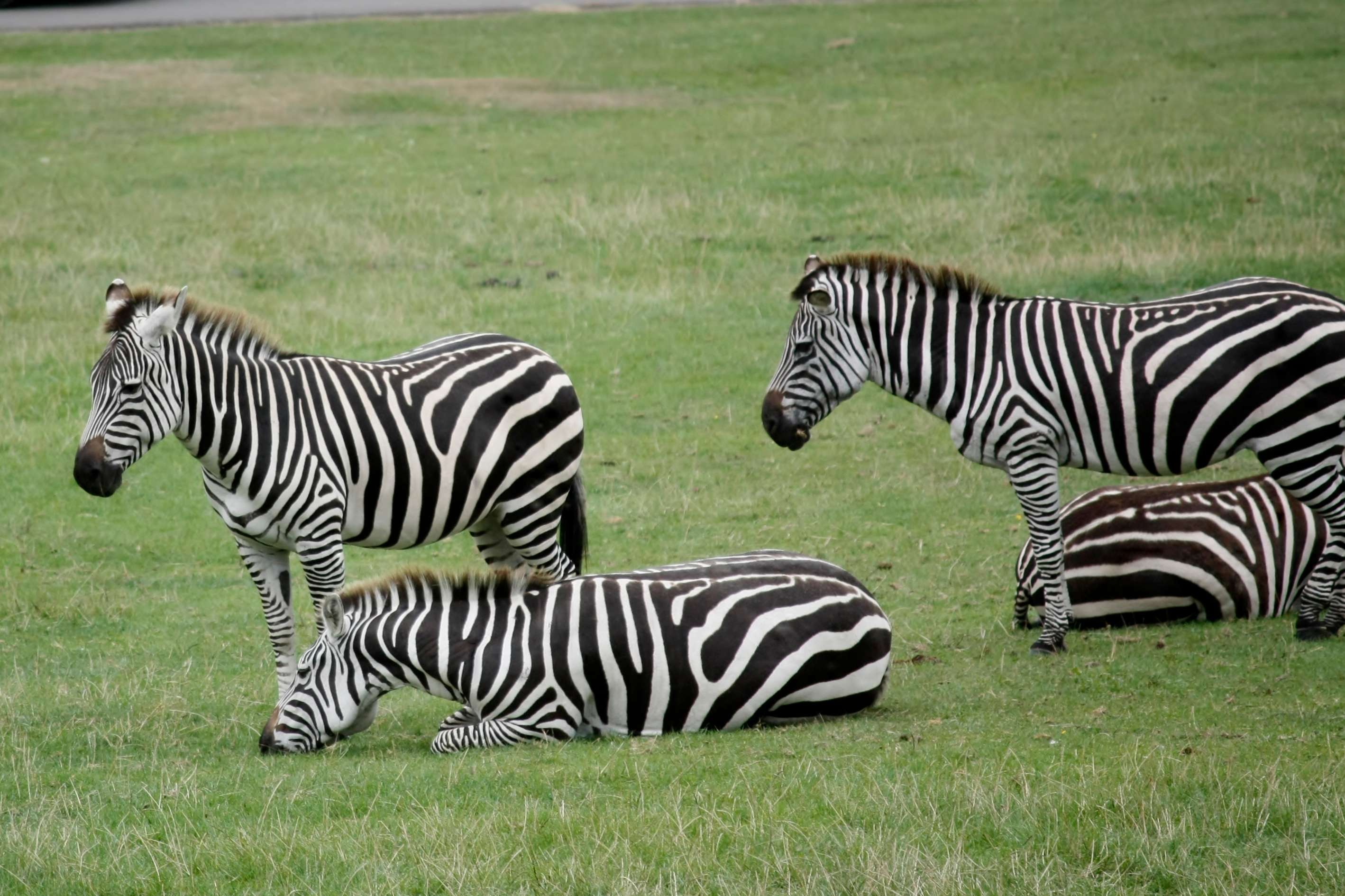 Stop By The Longleat Safari And Adventure Park