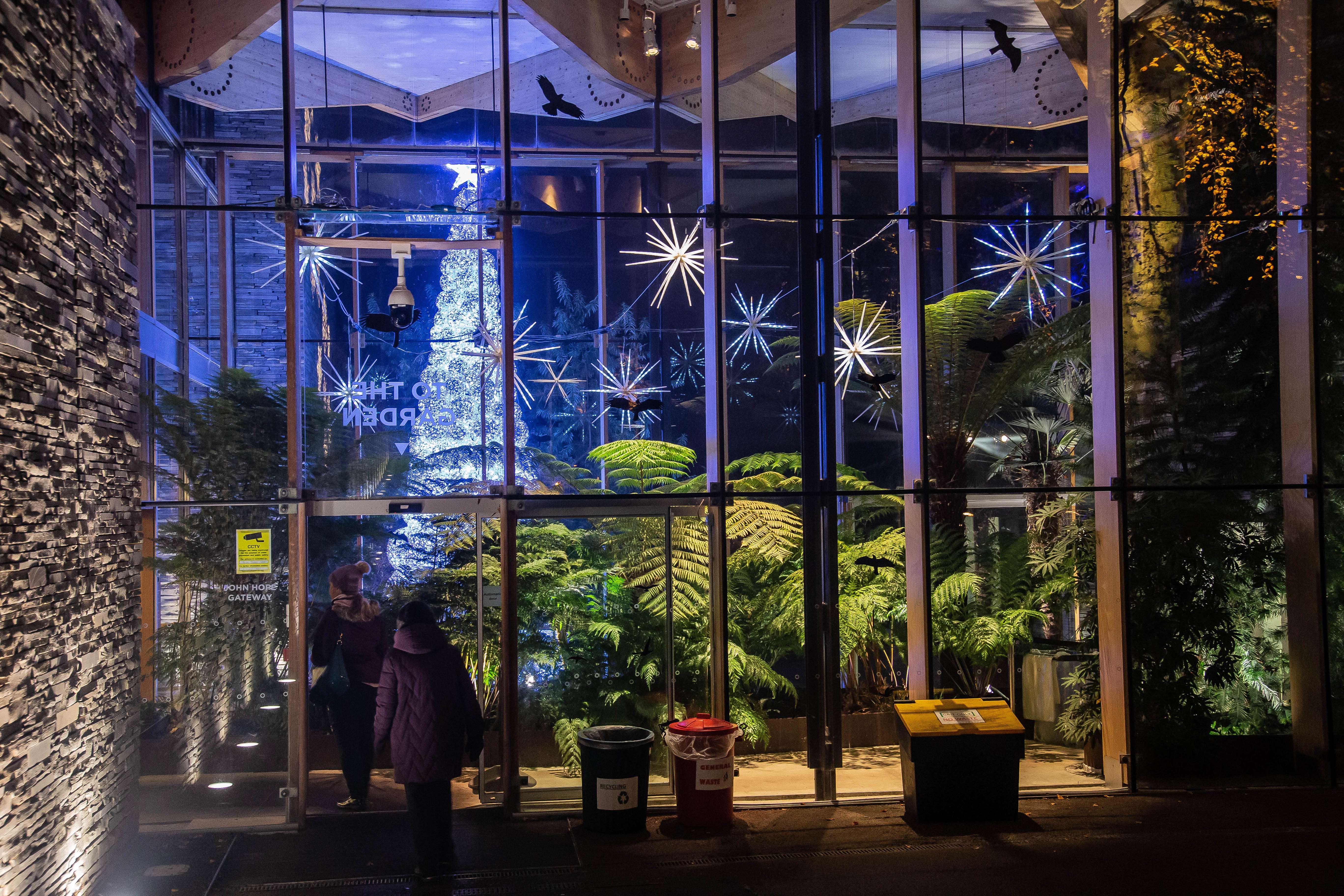 Enjoy The Christmas Illumination In The Edinburgh Botanic Garden