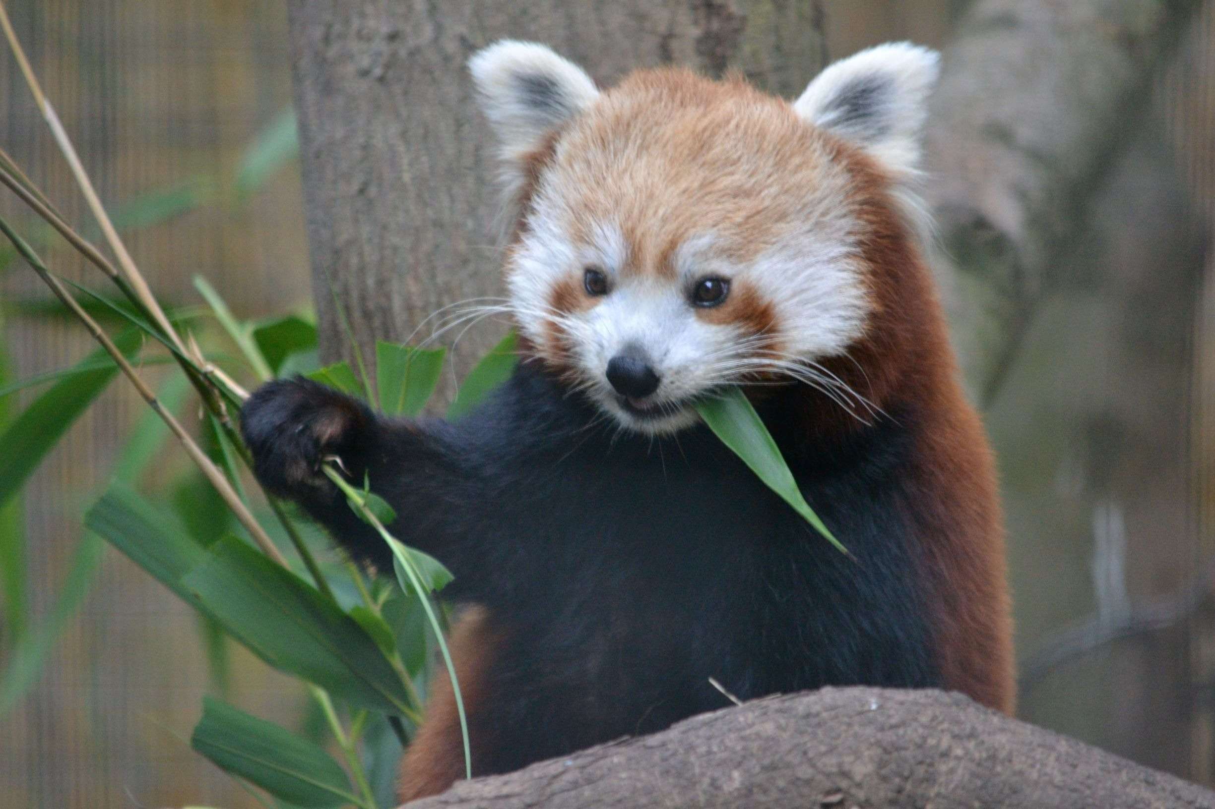 Experience The Exotic Wildlife At Welsh Mountain Zoo