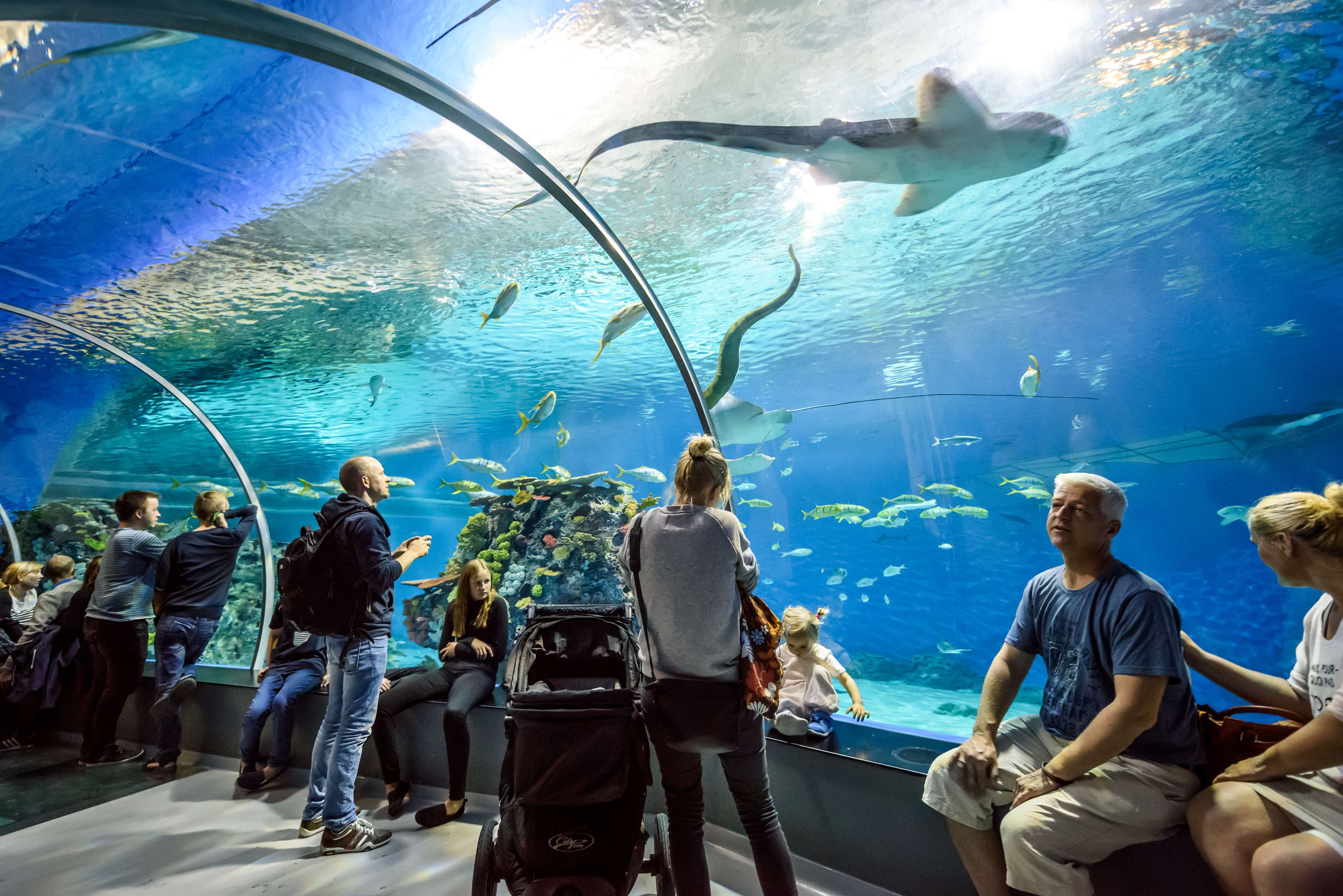 Pay A Visit To Blue Planet Aquarium