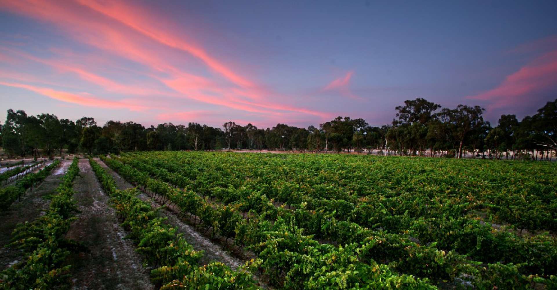 Coburg Farmers’ Market