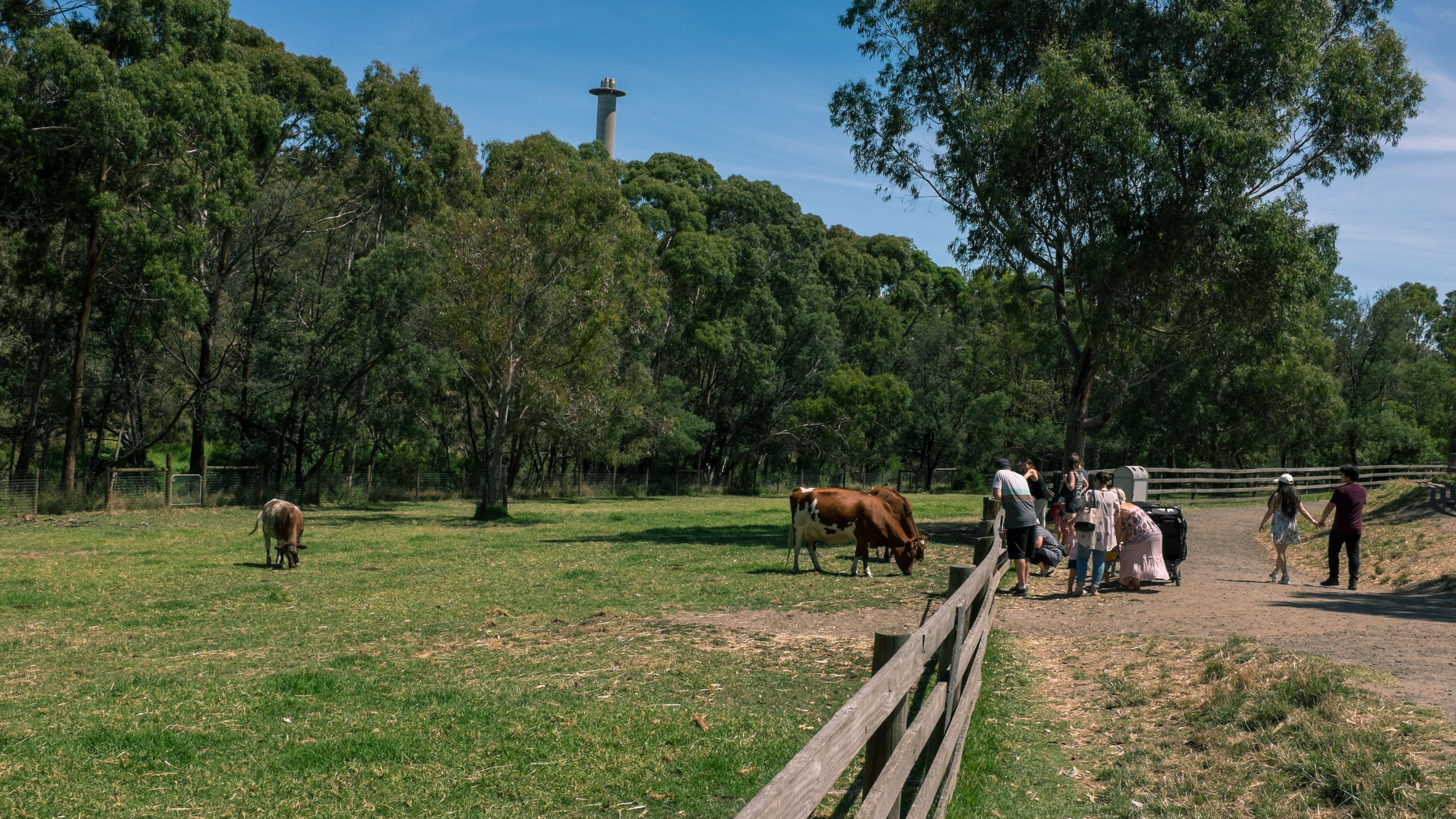 Visit Collingwood Children's Farm