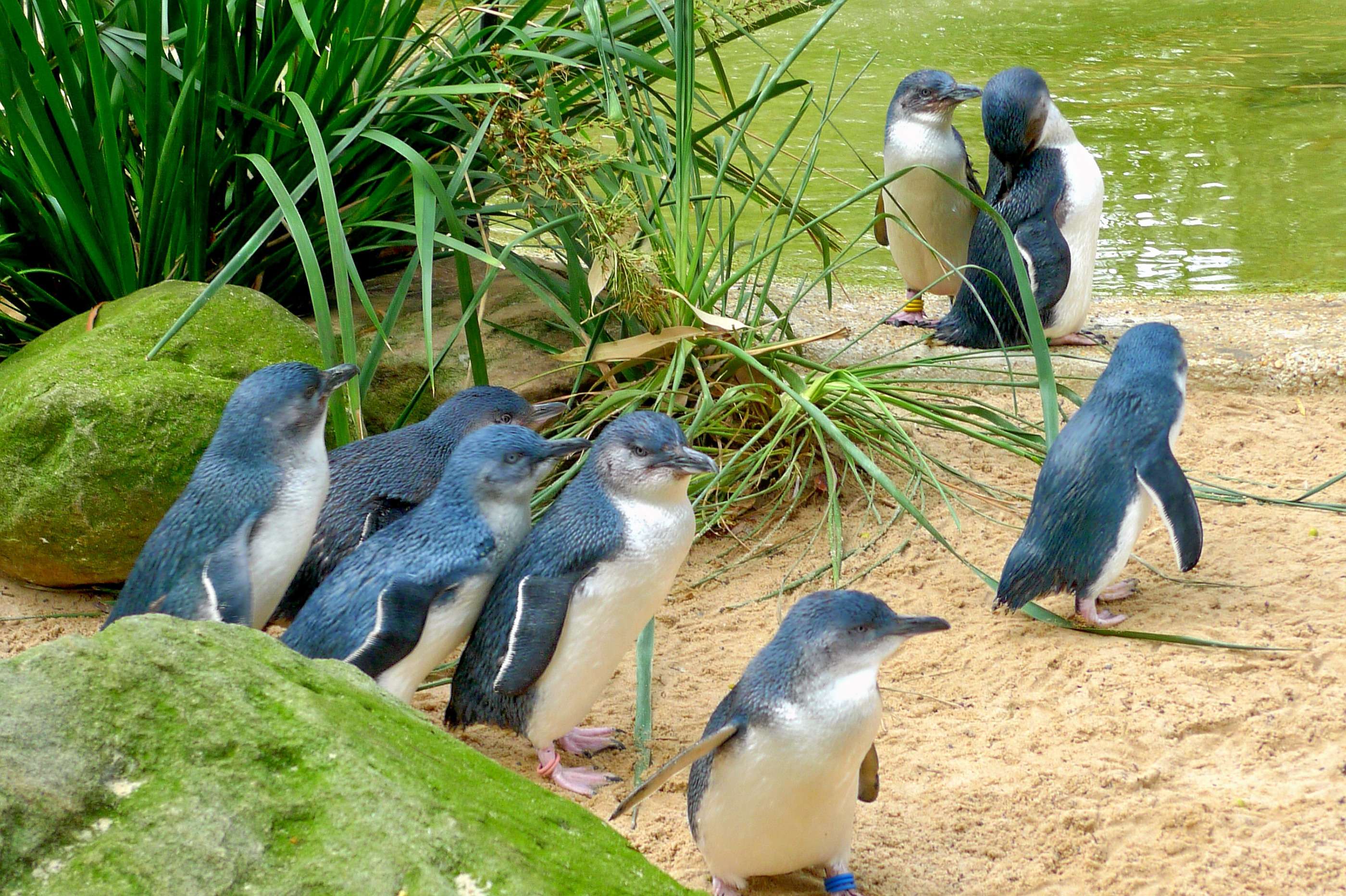 Watch Penguin Parade At Phillip Island