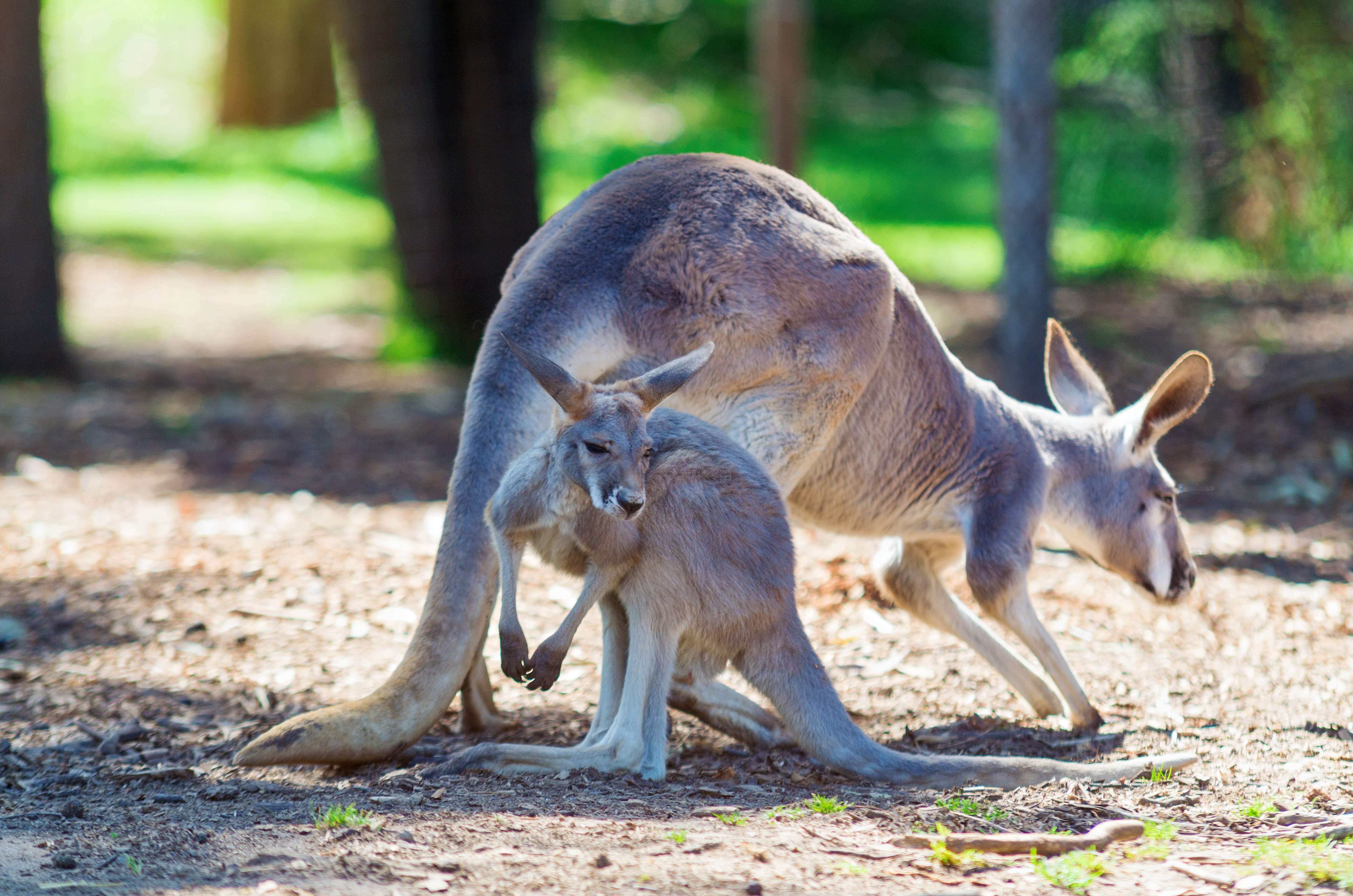 Hang Out With Animals At Healesville Sanctuary