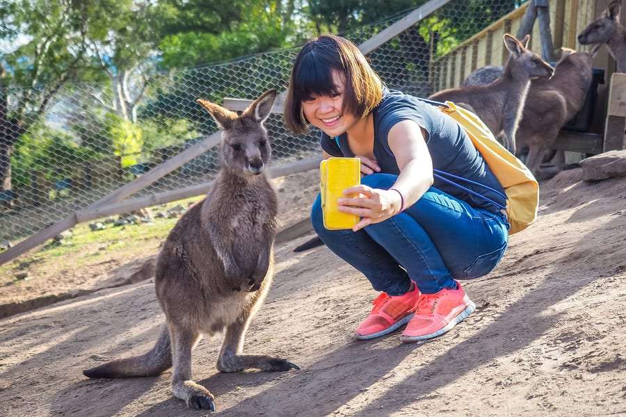Experience Wildlife At Melbourne Zoo