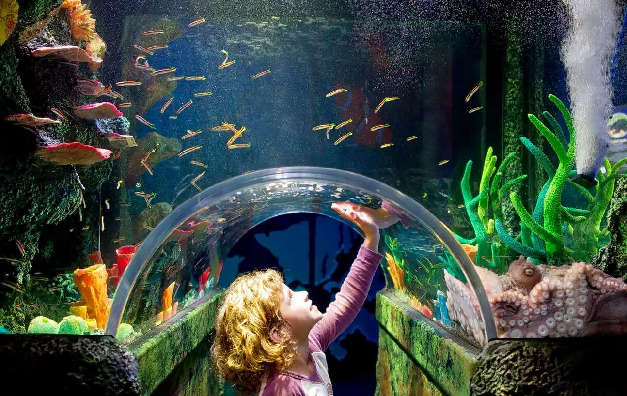 Witness Sea Life At Melbourne Aquarium