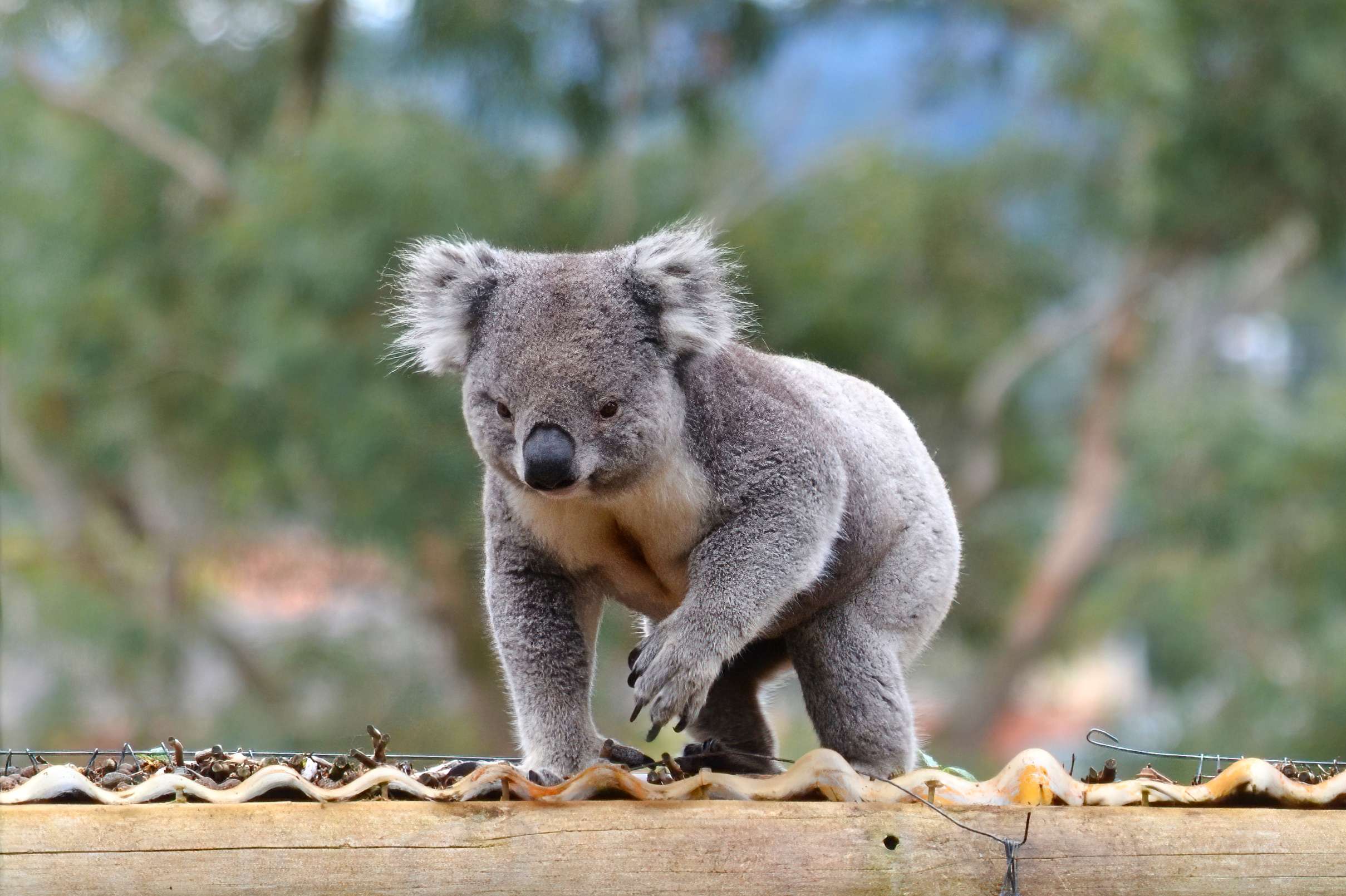 Get Close To Animals At Ballarat Wildlife Park