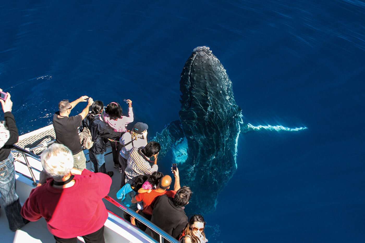 Go on a Whale Watching Cruise