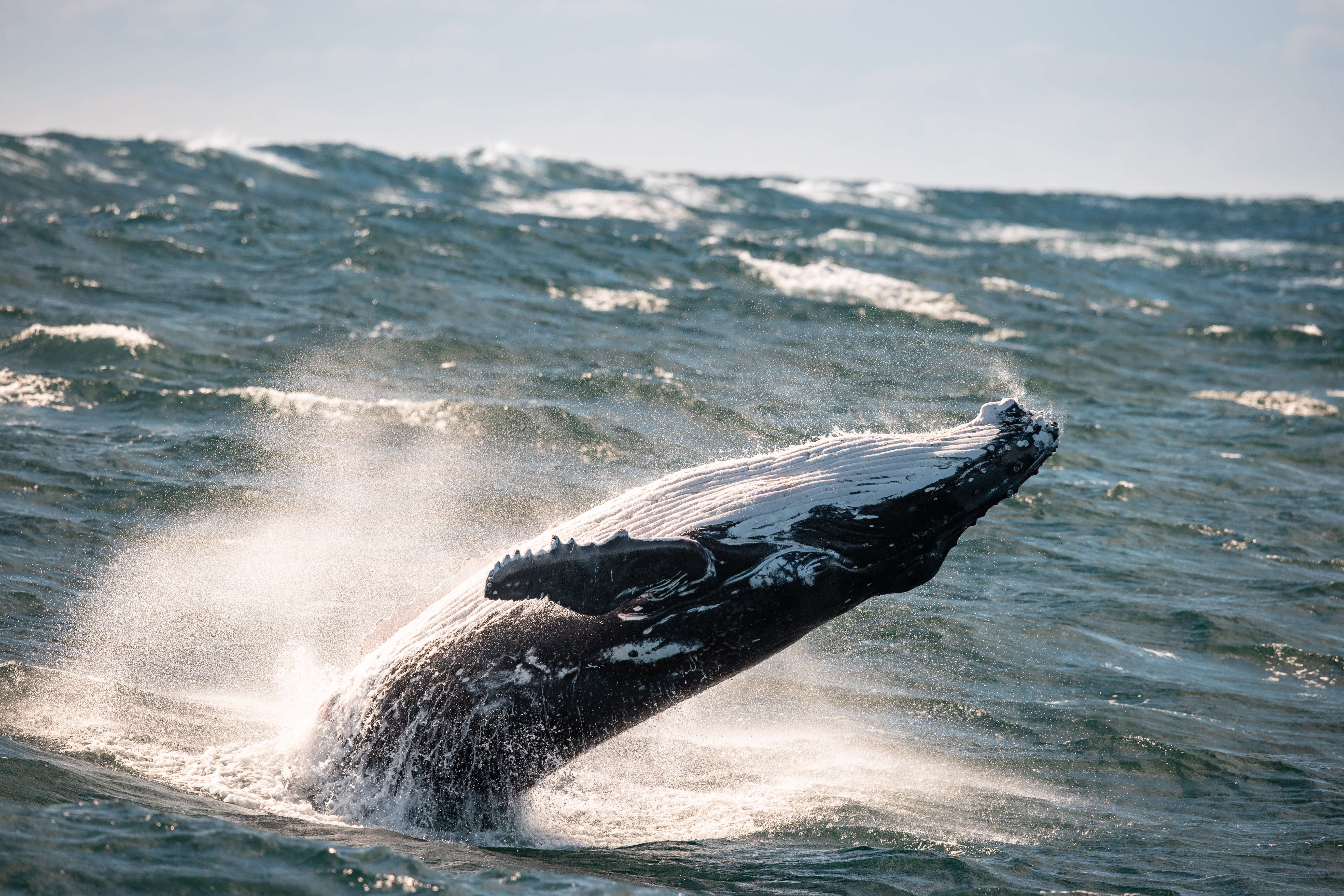 Go For Whale Watching In New South Wales