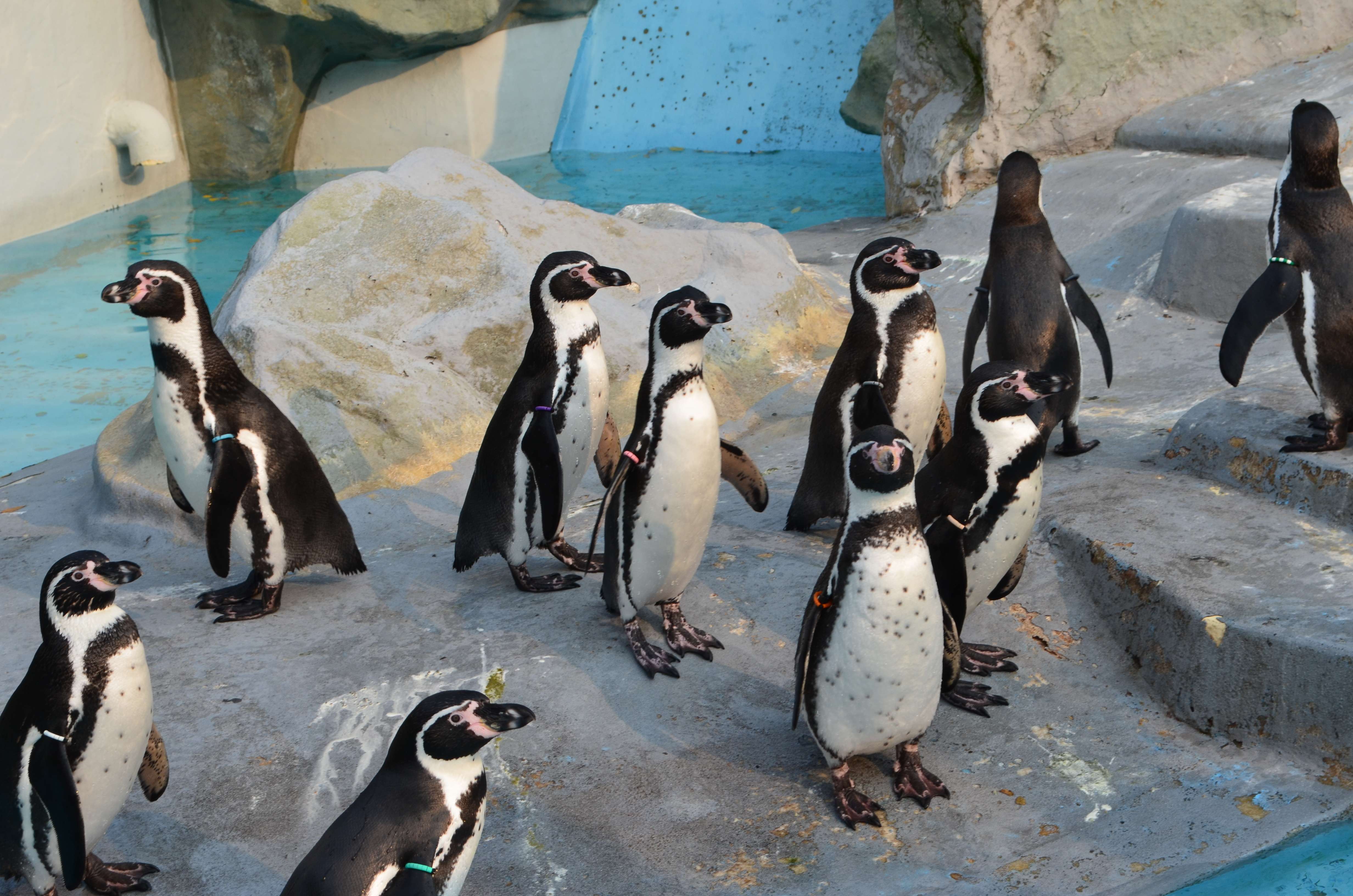Watch Penguin Parade at Phillip Island