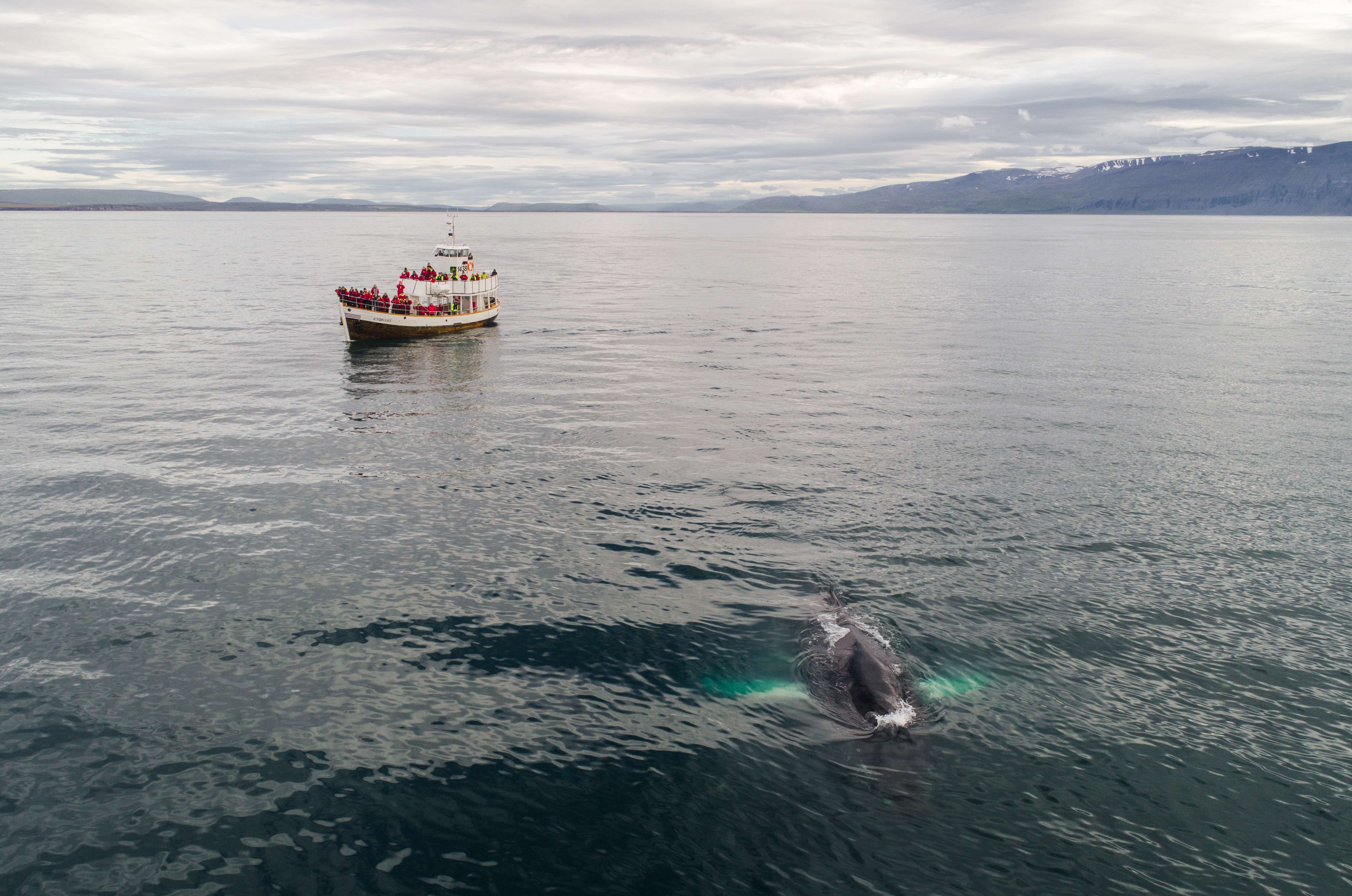 Enjoy a Whale Watching Cruise