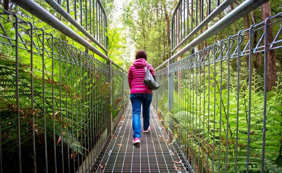 Treetop Adventure at Otway