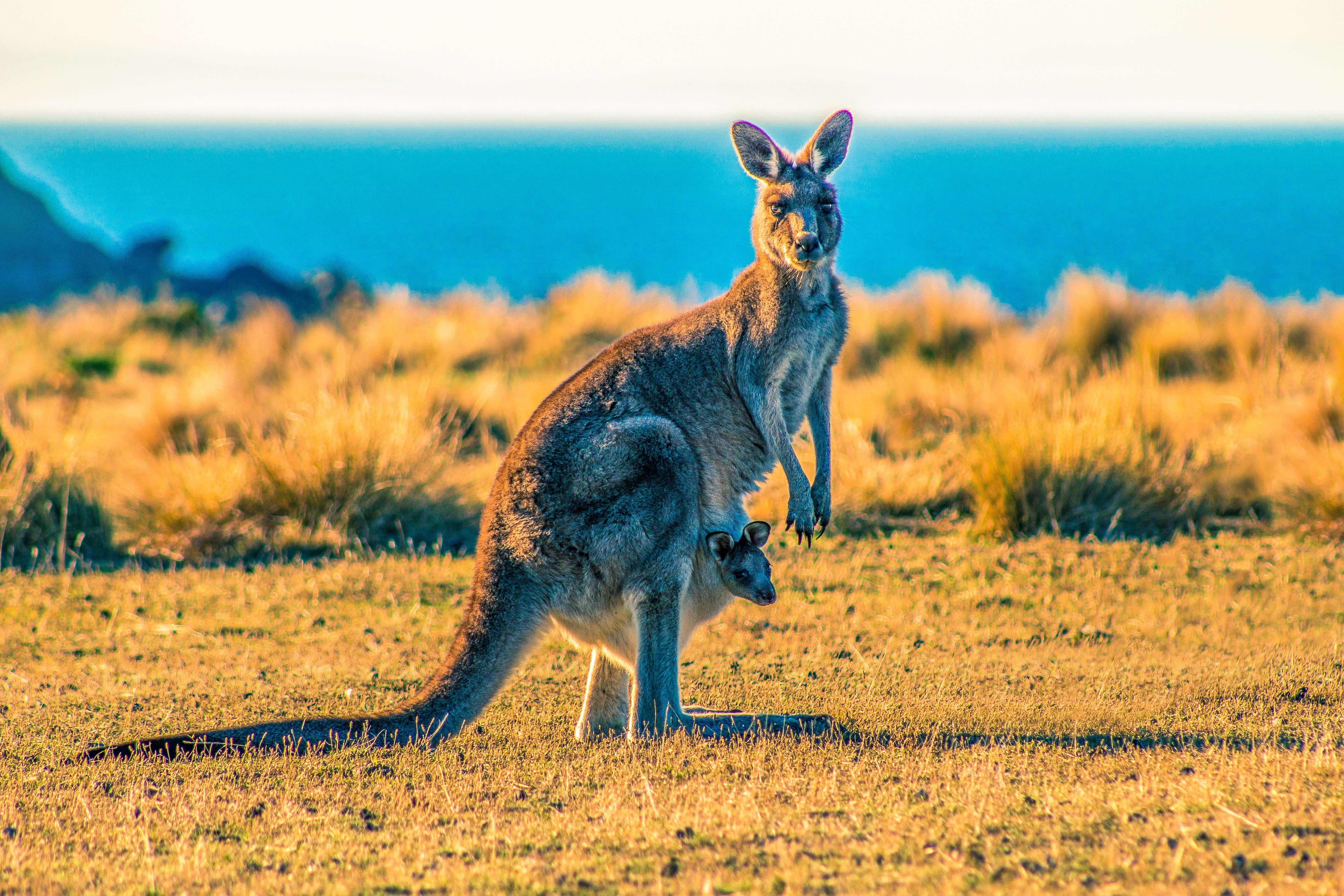 Discover the Kangaroo Island