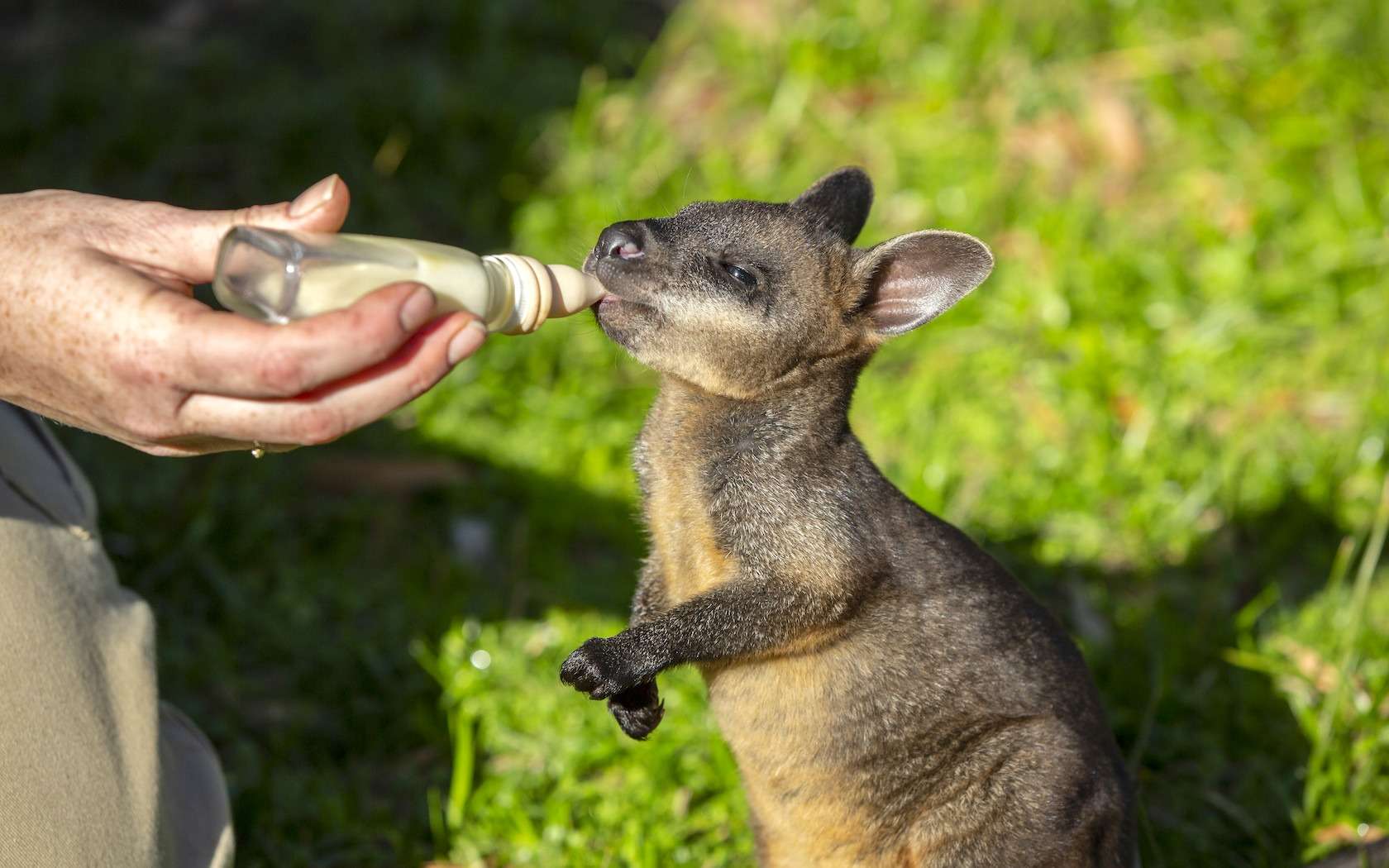 Get Close To Animals At Healesville Sanctuary