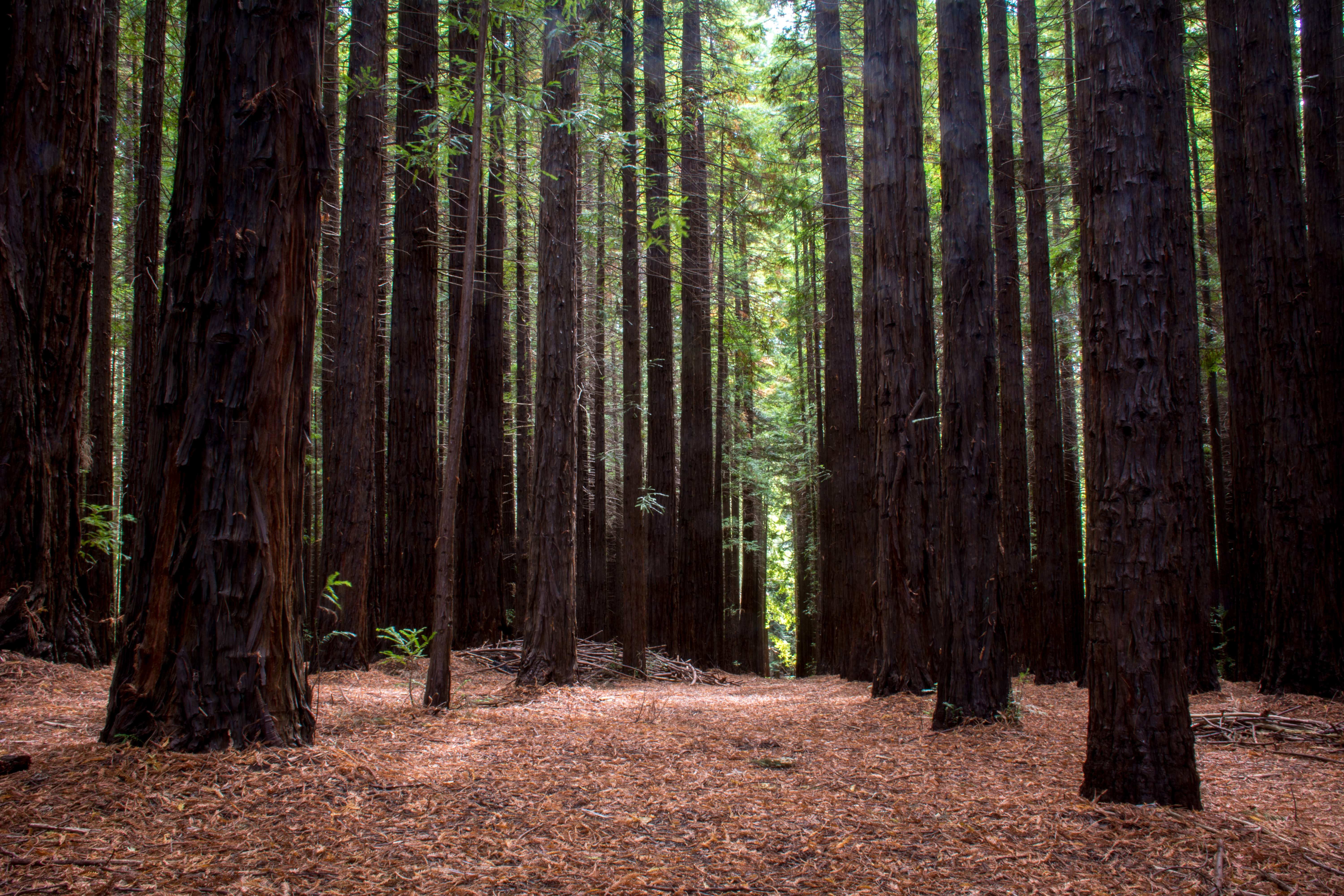 Step Into Redwood Forest