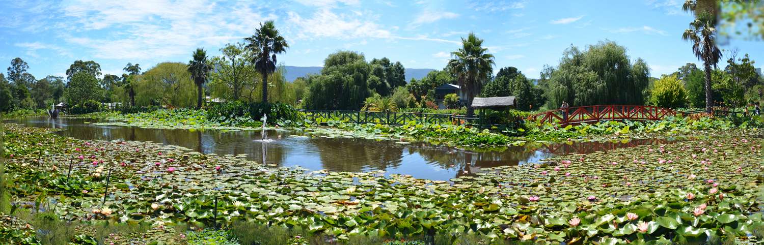 Witness Colourful Views At Blue Lotus Water Garden