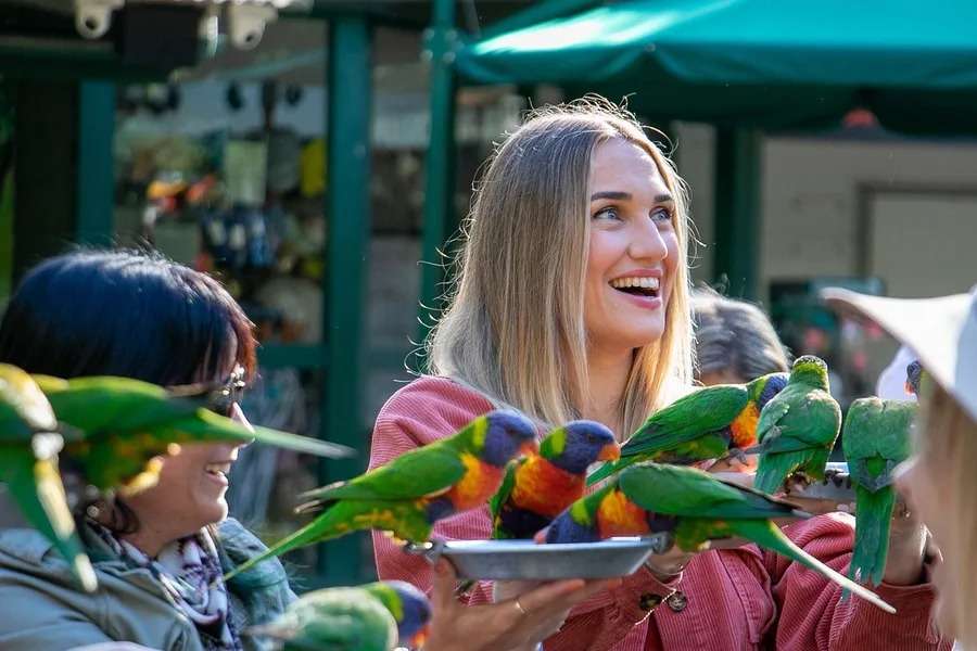 Lorikeet Feeding at Currumbin Wildlife Sanctuary