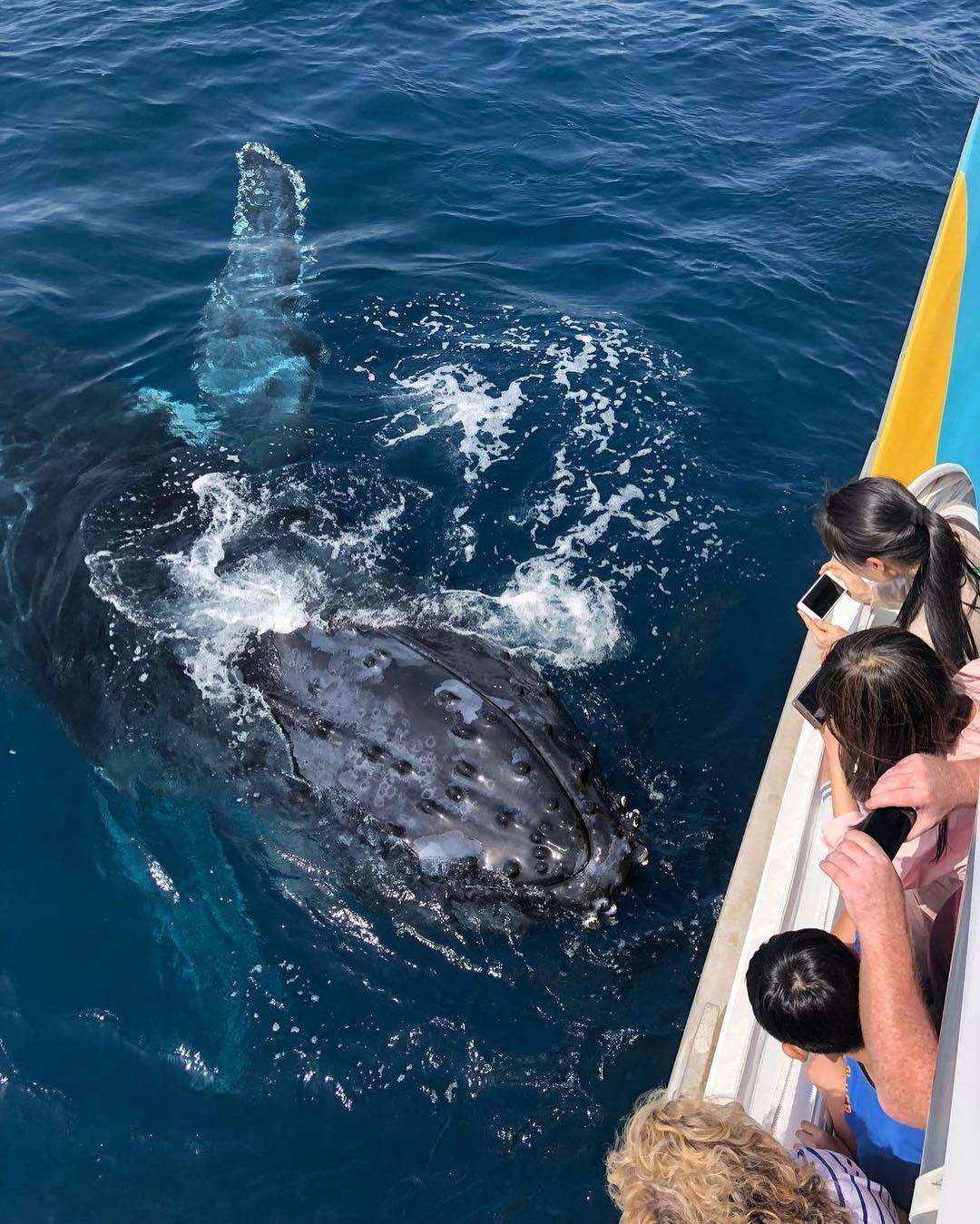 Go Whale Watching From the Headlands