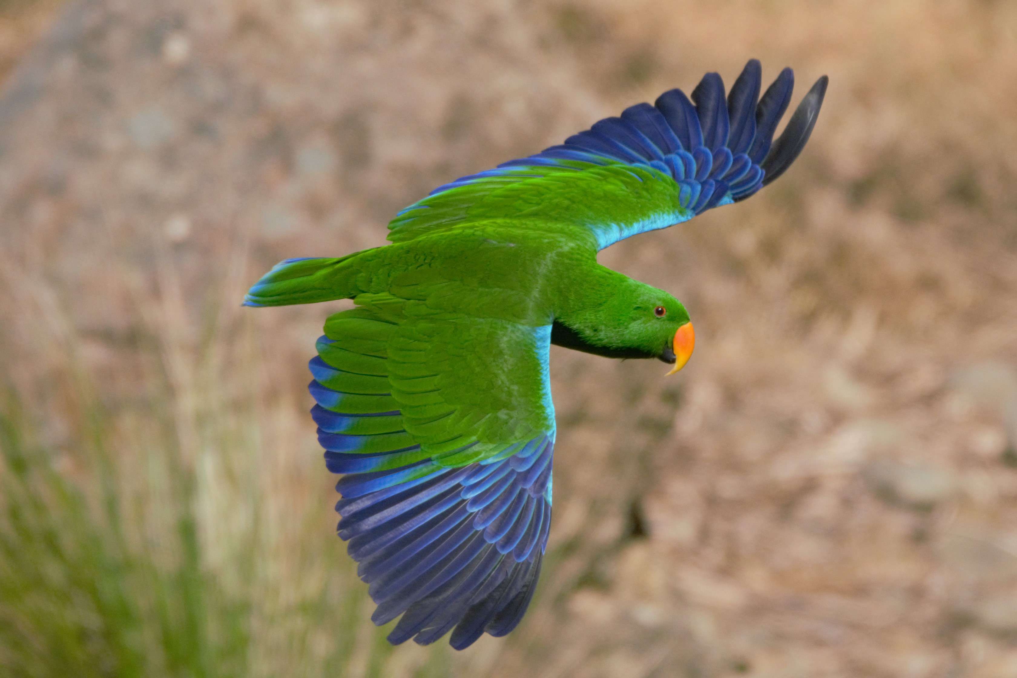 Healesville Sanctuary