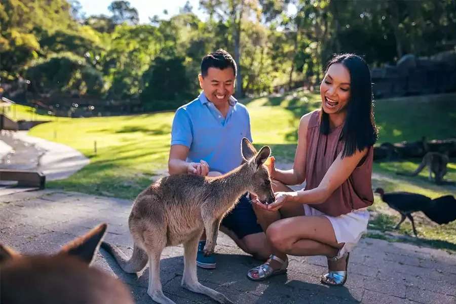 Spot Animals at Currumbin Wildlife Sanctuary