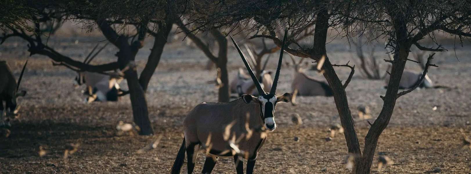 Explore David Fleay Wildlife Park Burleigh Heads