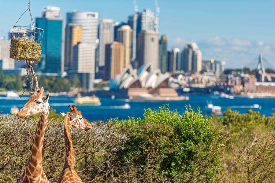 Meet Animals at Sydney Taronga Zoo