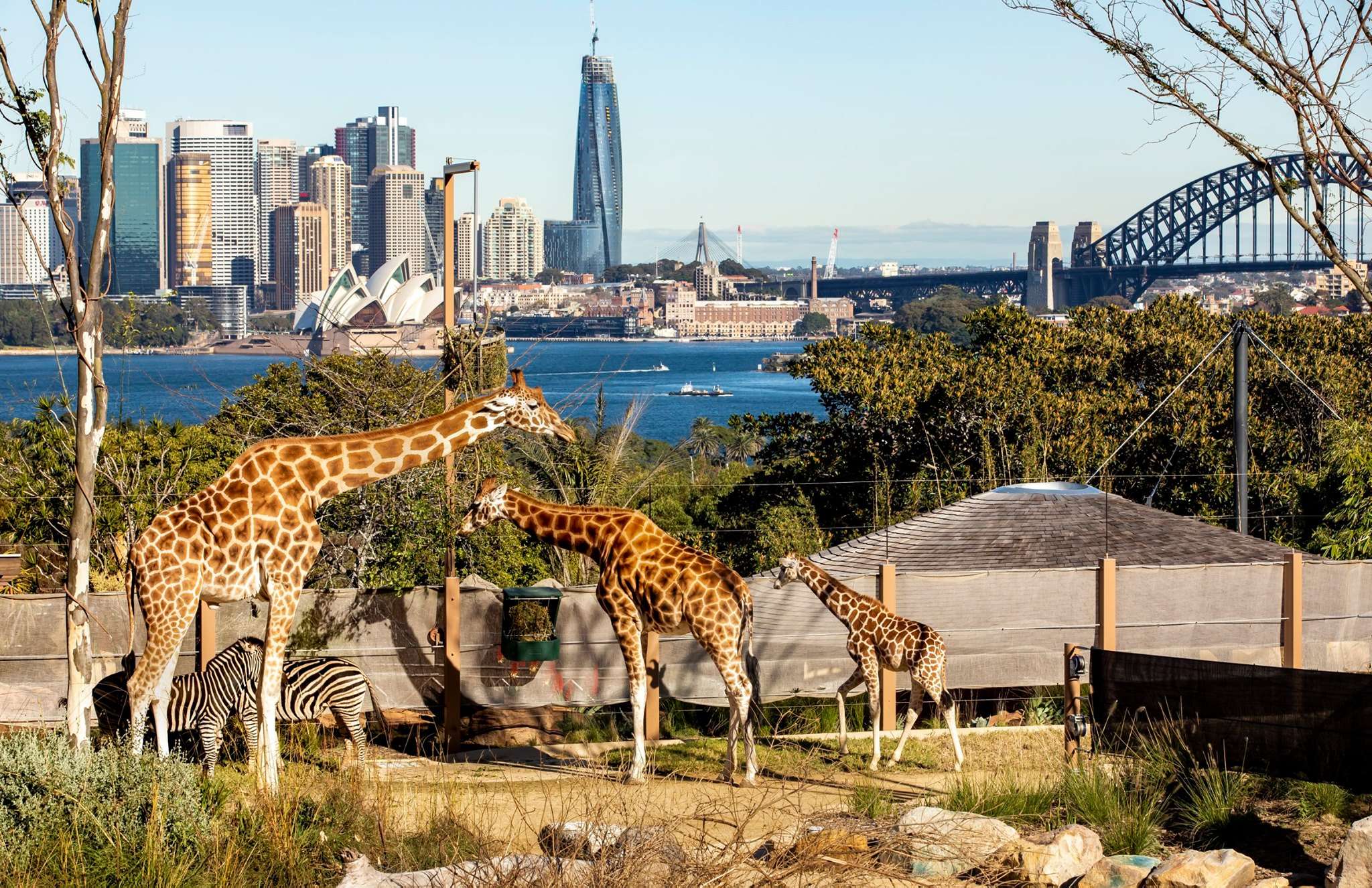 See Animals at Taronga Zoo