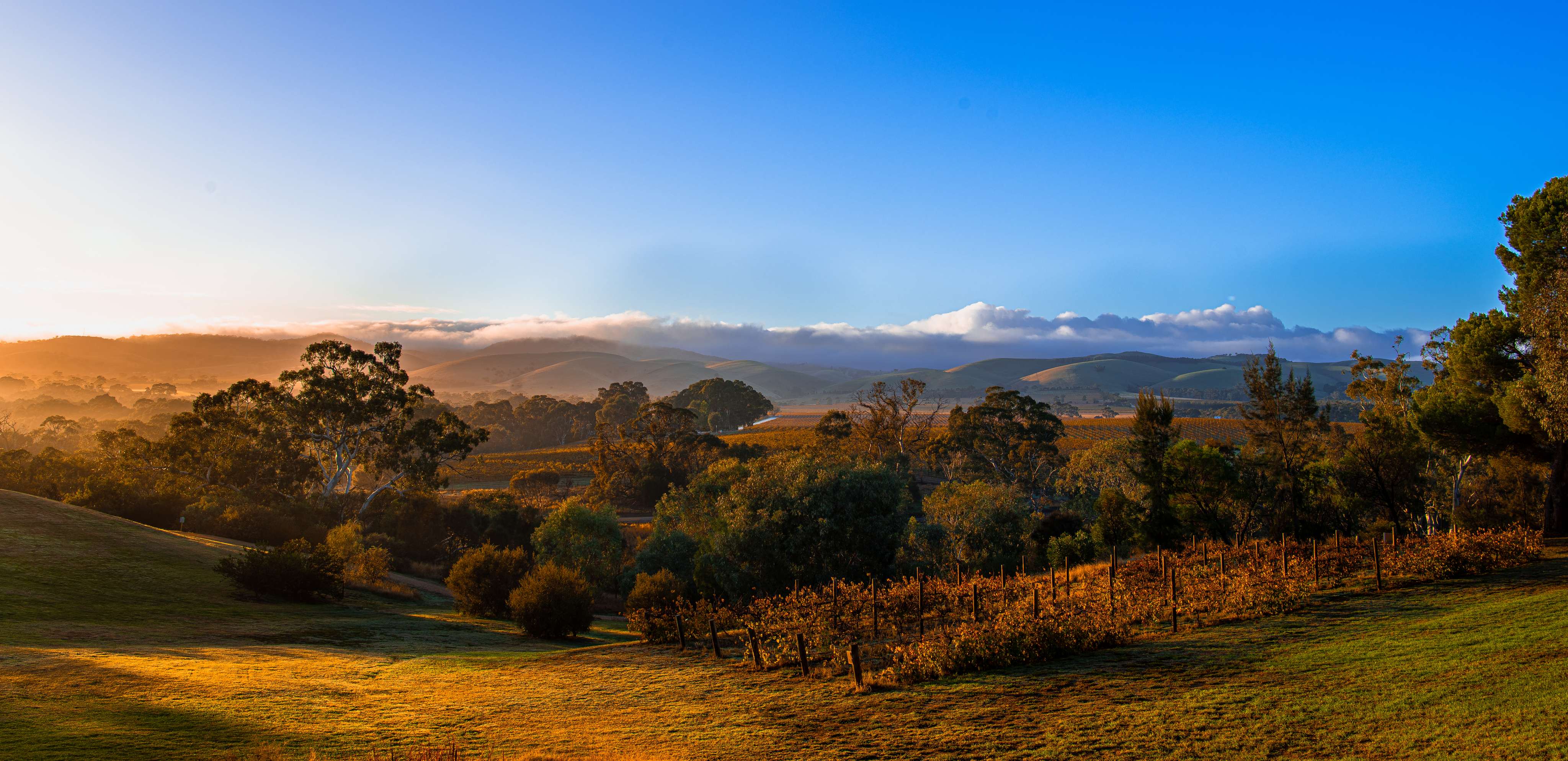 The Barossa Valley
