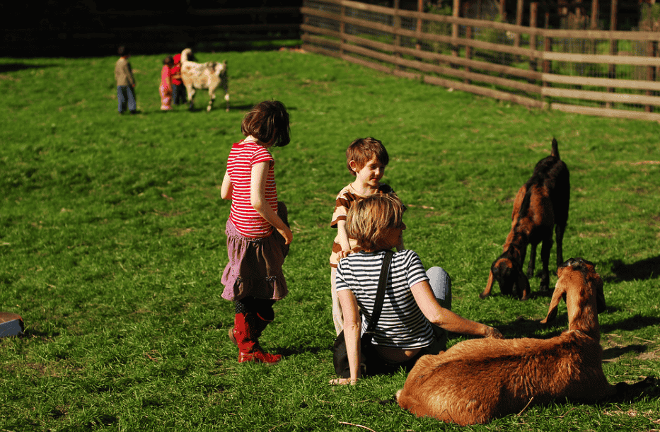 Play With Animals At Collingwood Children’s Farm