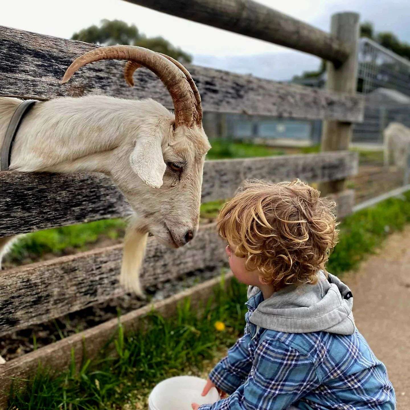Witness Farm Animals At Bundoora Park Farm