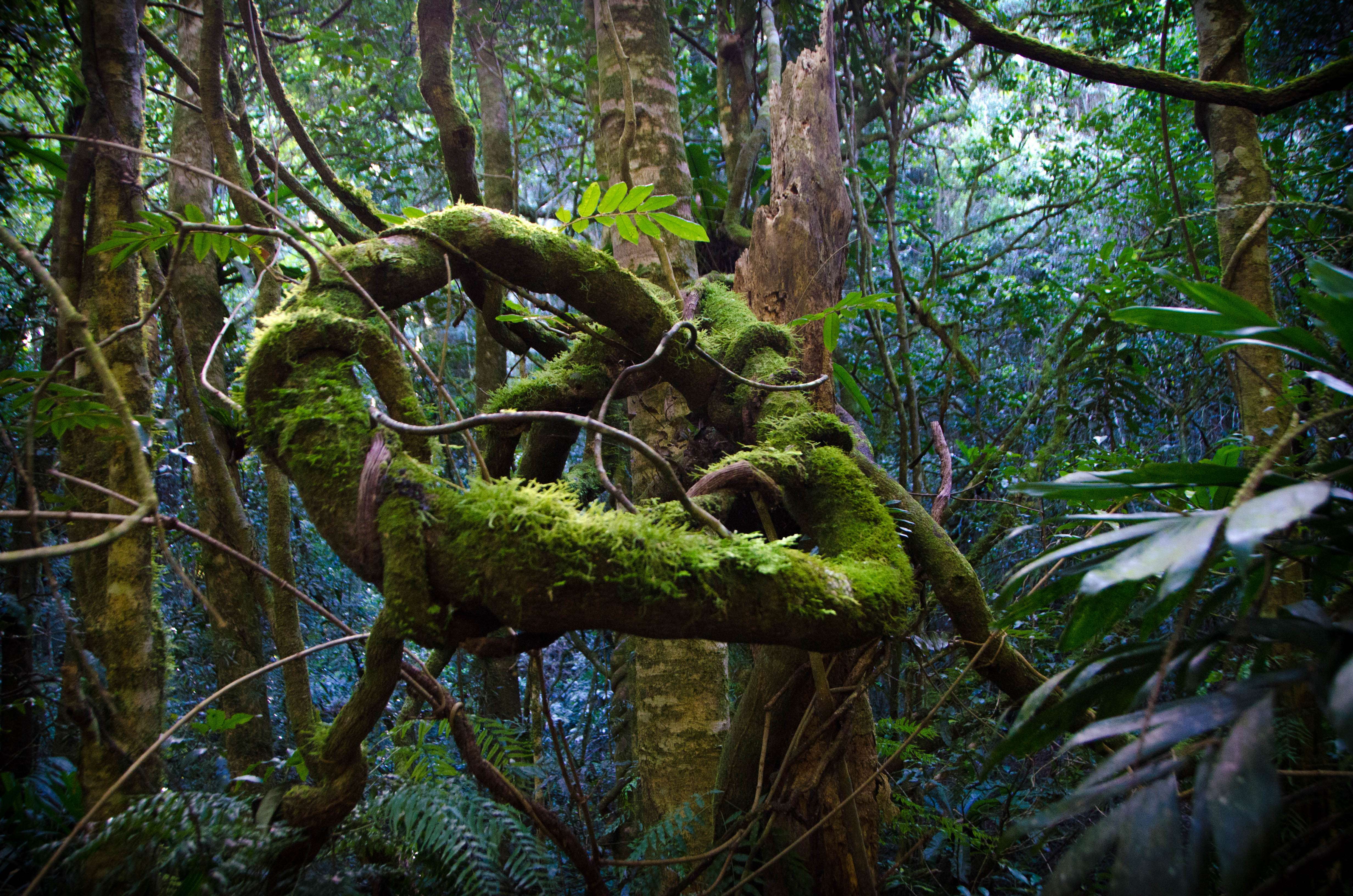 Lamington National Park