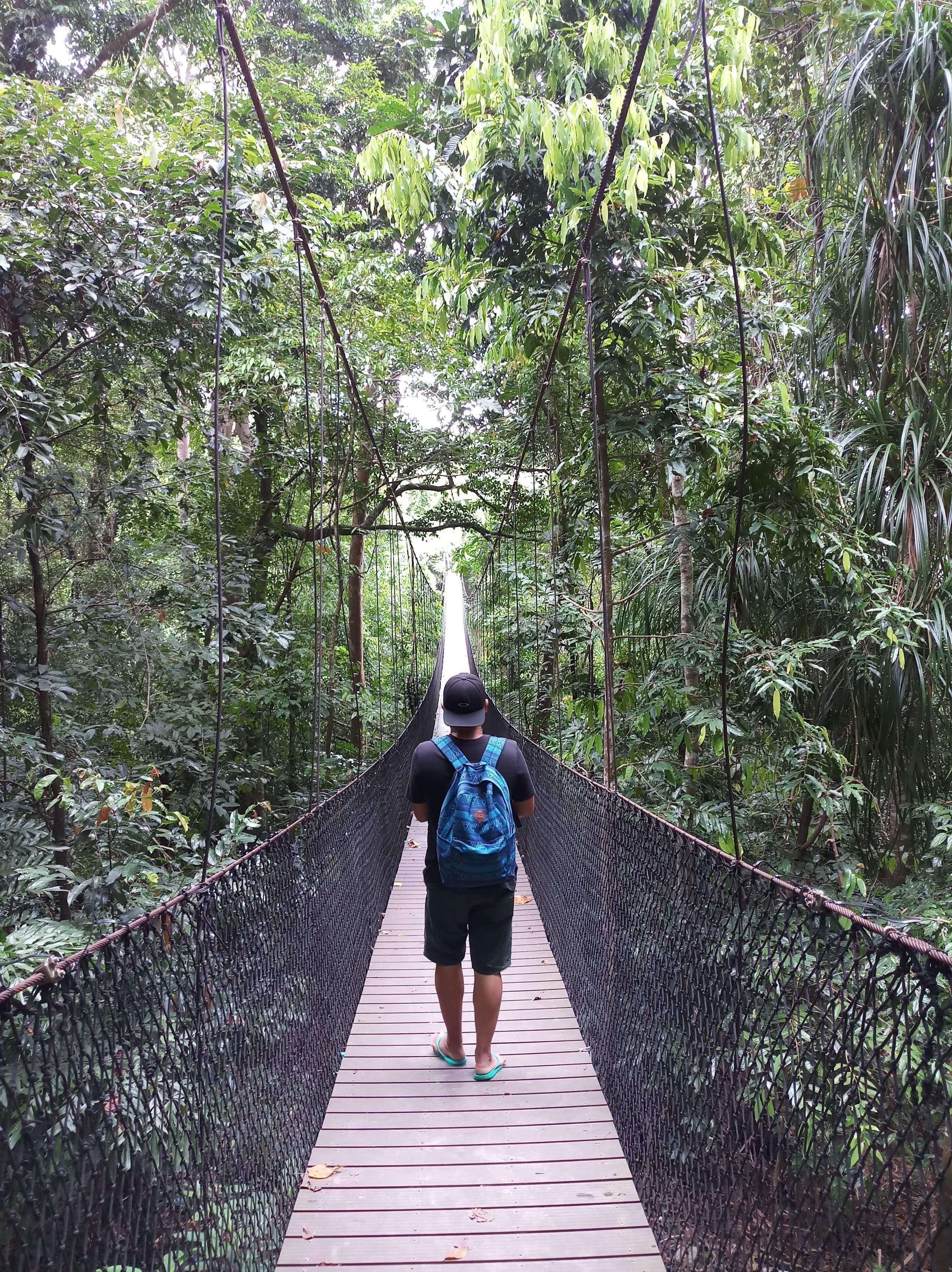 Tamborine Rainforest Skywalk