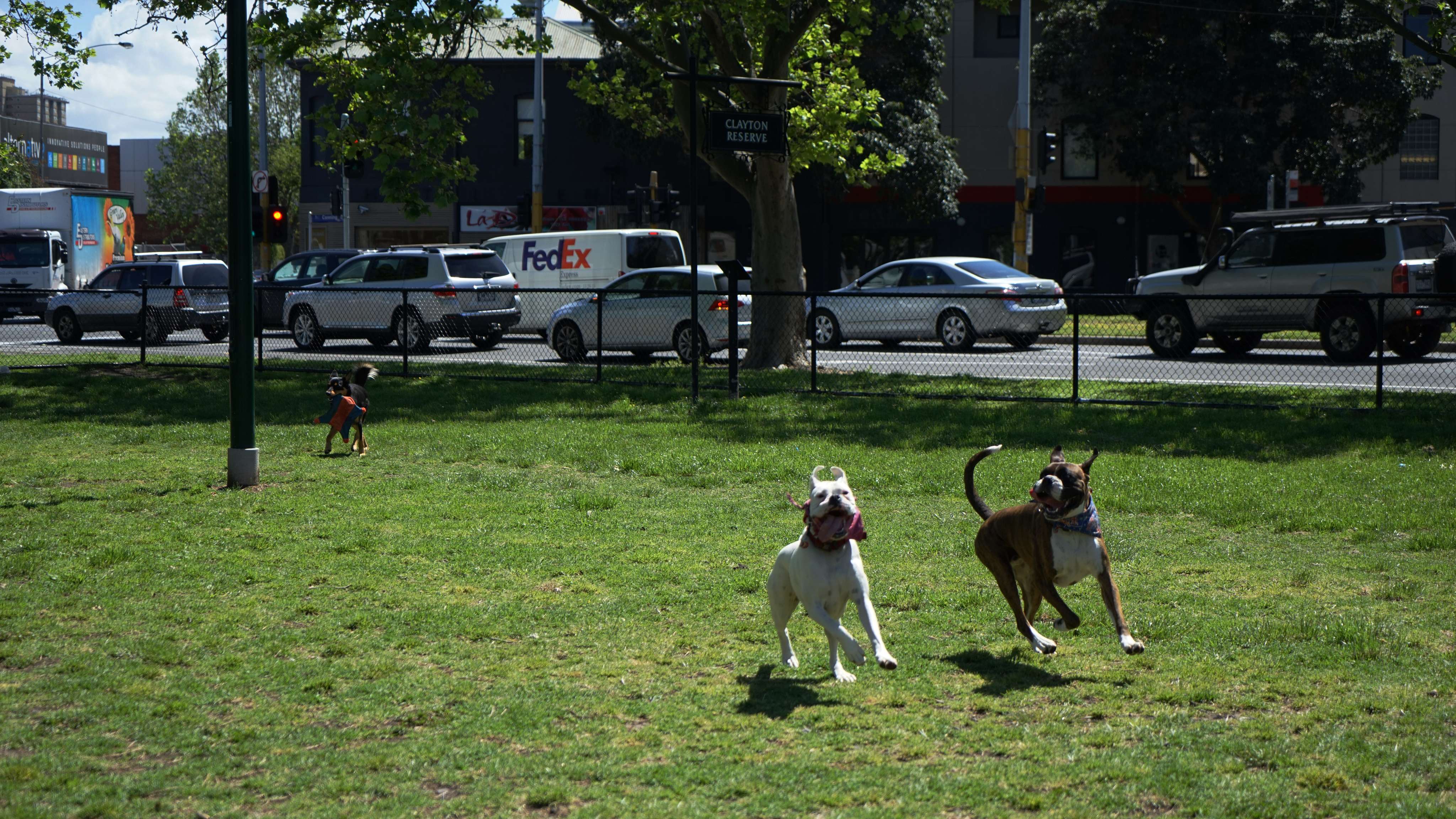 Explore Clayton Reserve Fenced Dog Park