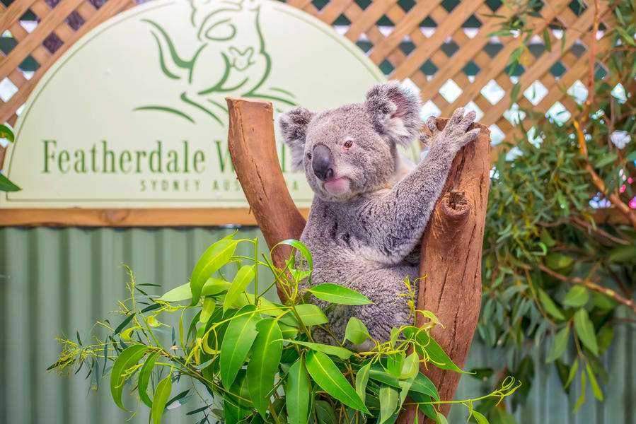 Featherdale Zoo