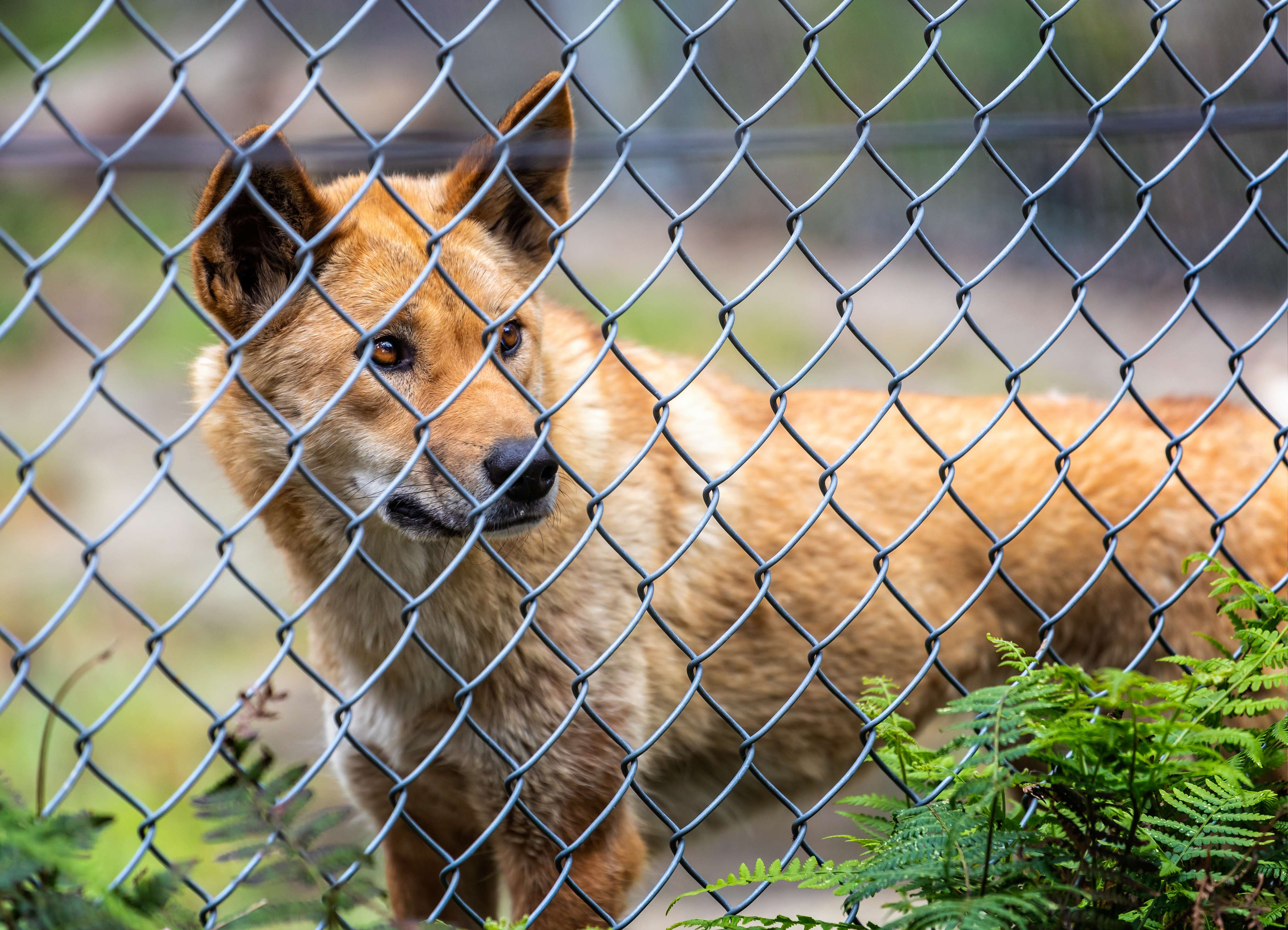 Australia Walkabout Wildlife Park